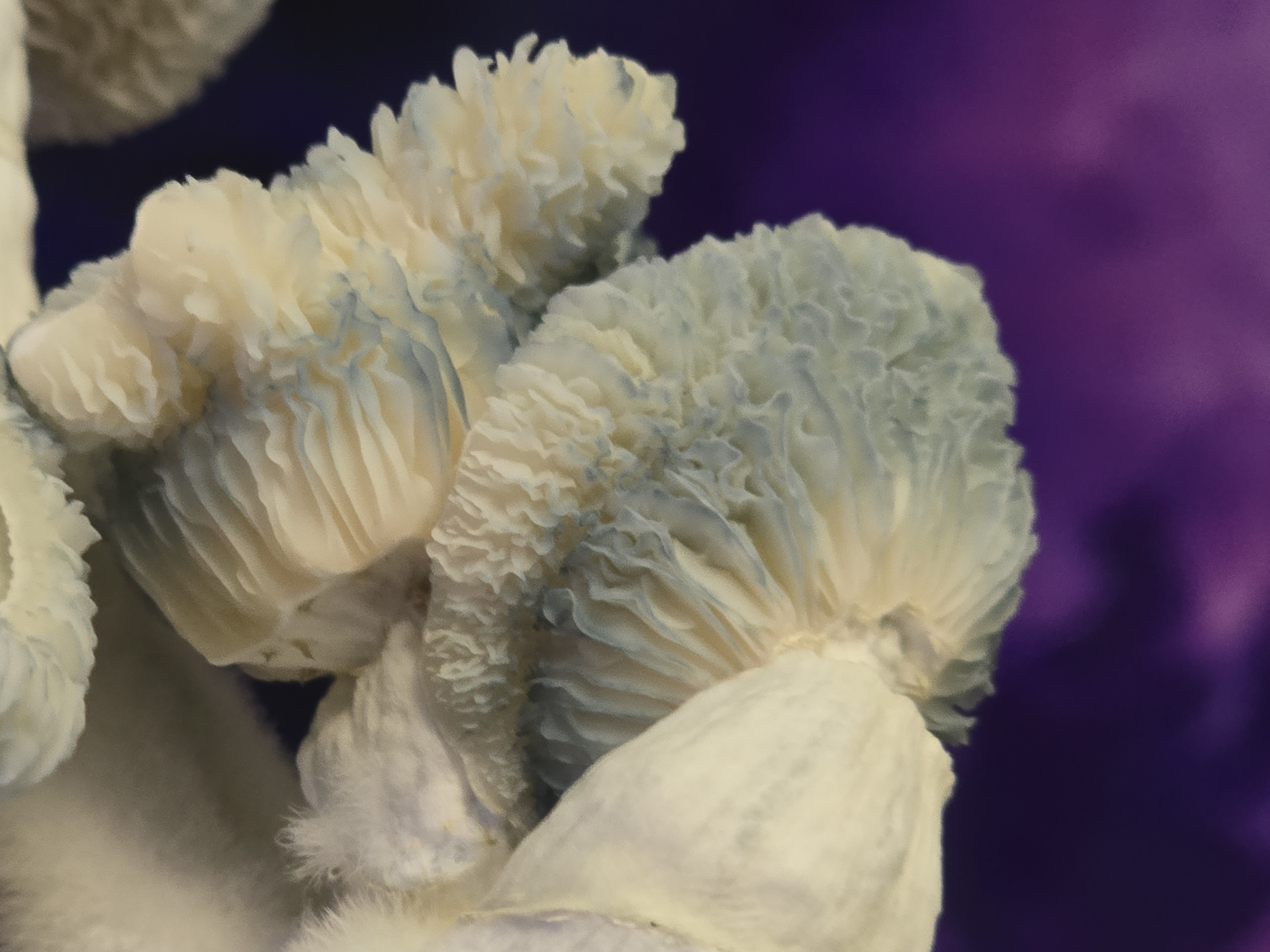 Albino Chocolate Krinkle LC