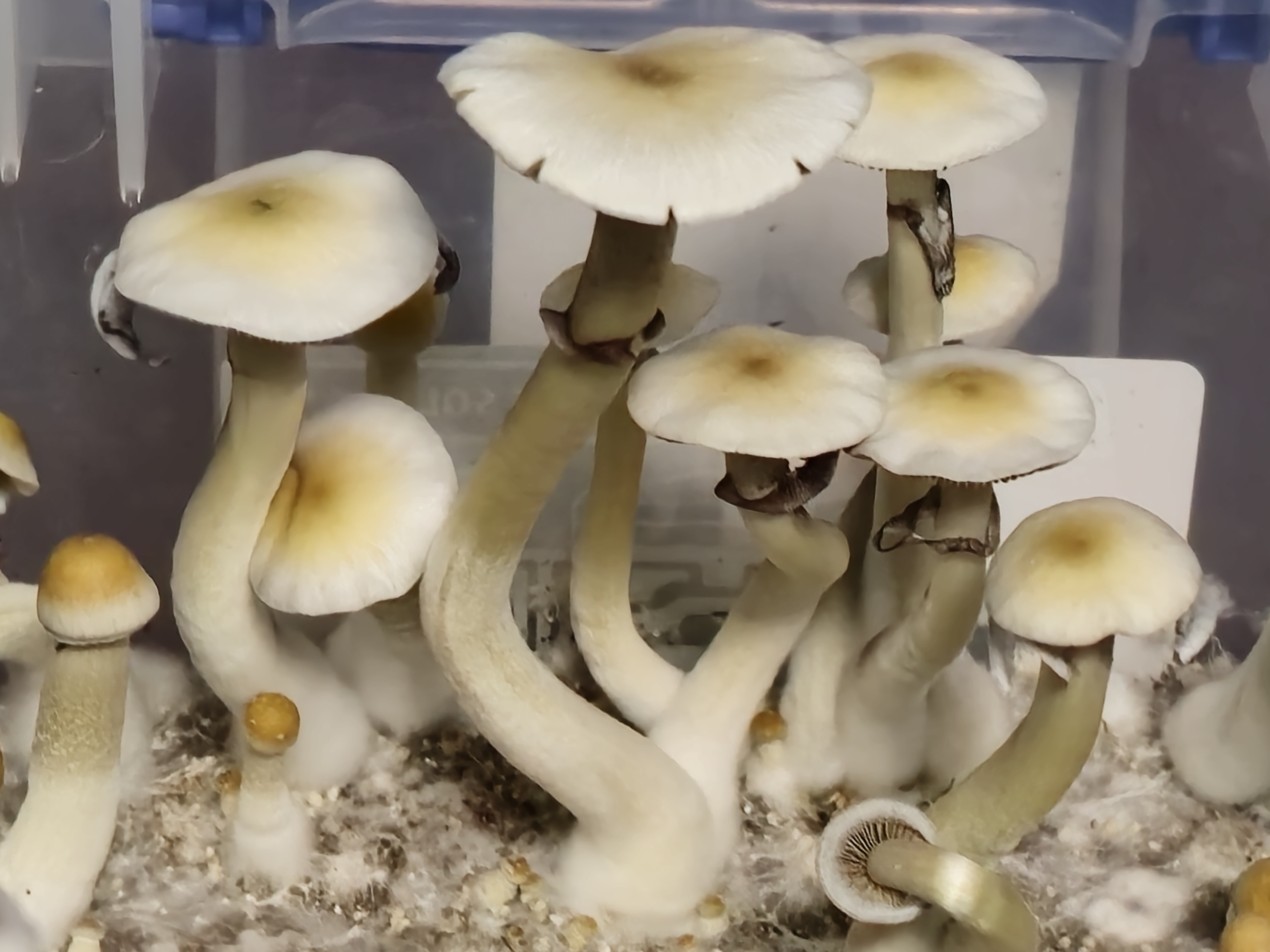 Natal Super Strain/Ochraceocentrata LC