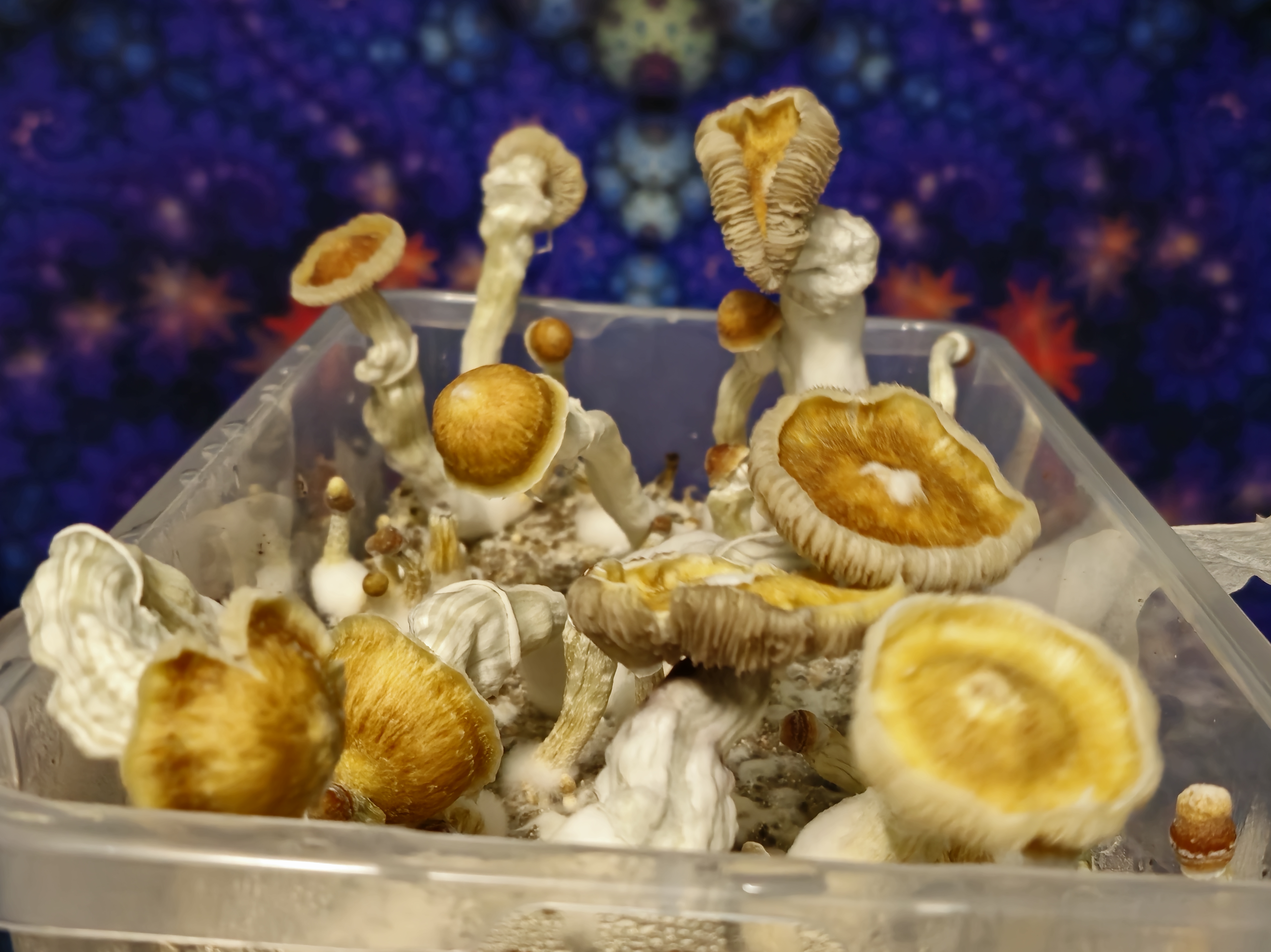 Chupacabra "Bowl Cap" Swabs