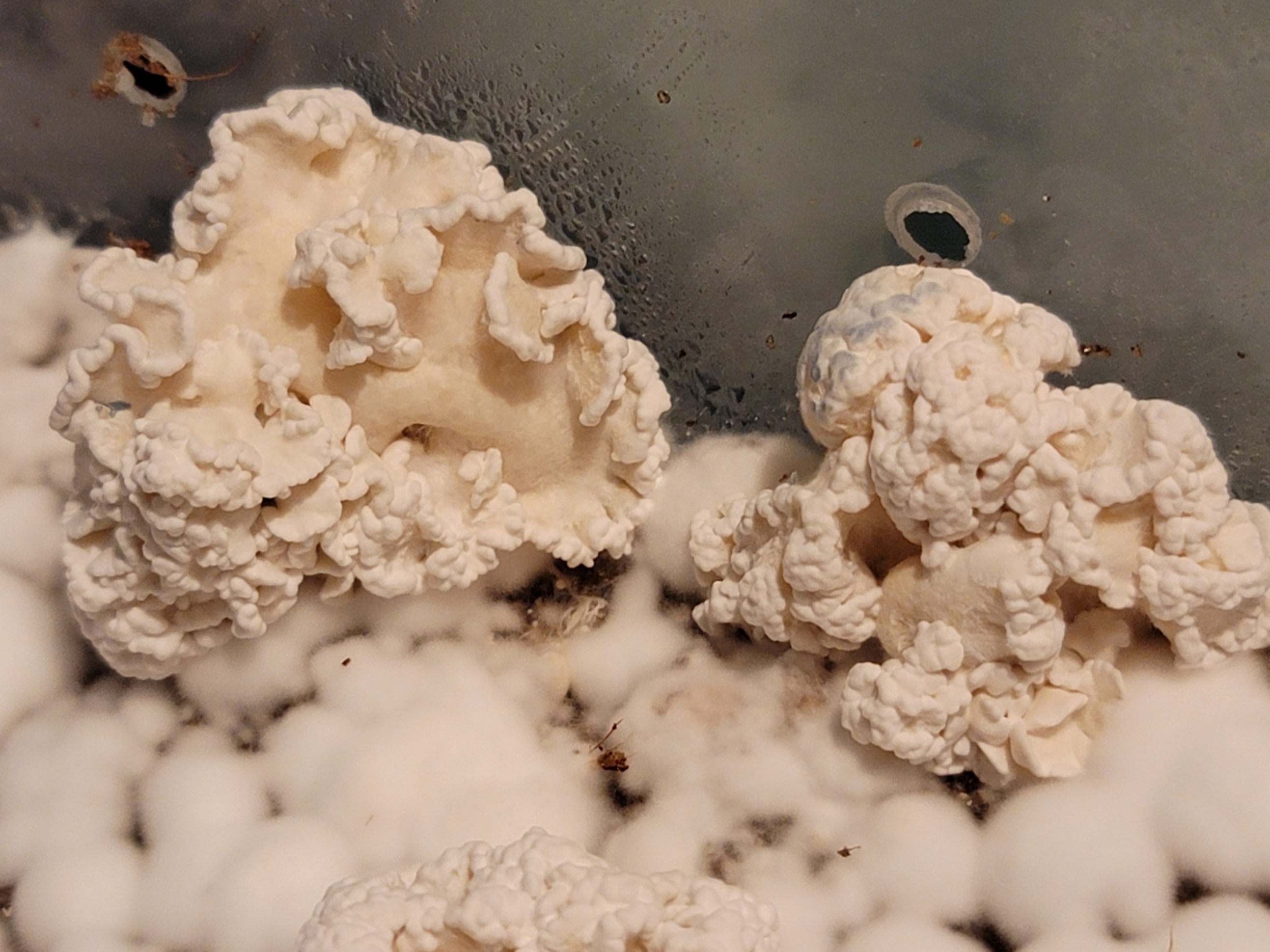 Chocolate Krinkle Brains LC
