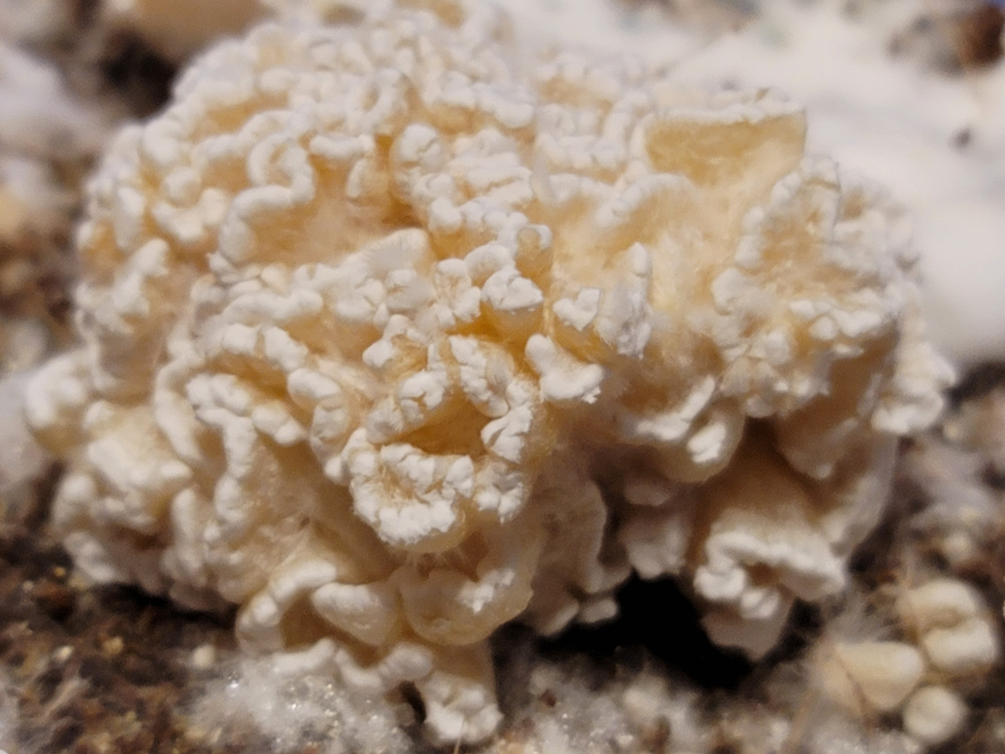 Chocolate Krinkle Brains LC
