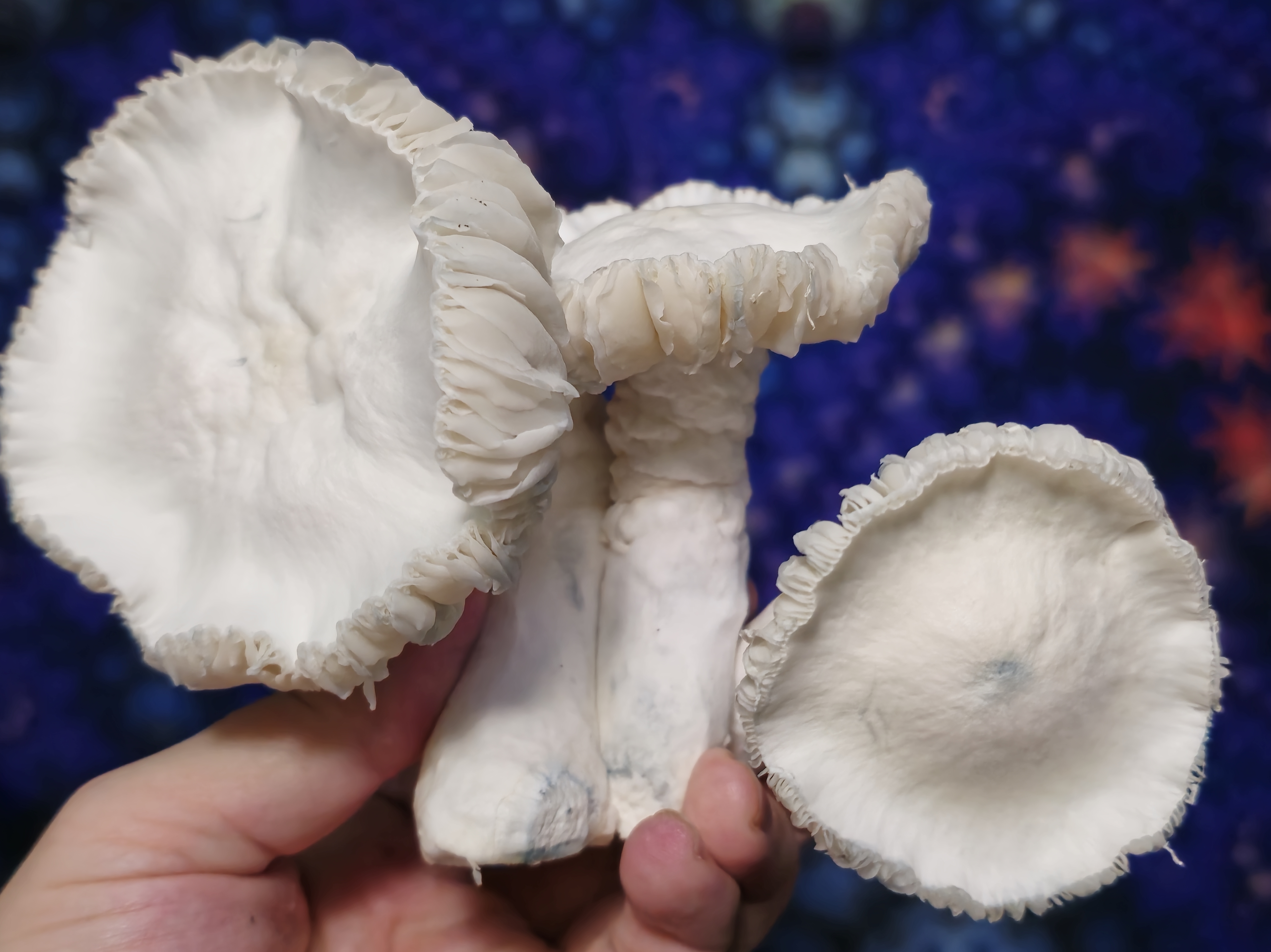 ChocoMak (albino) LC