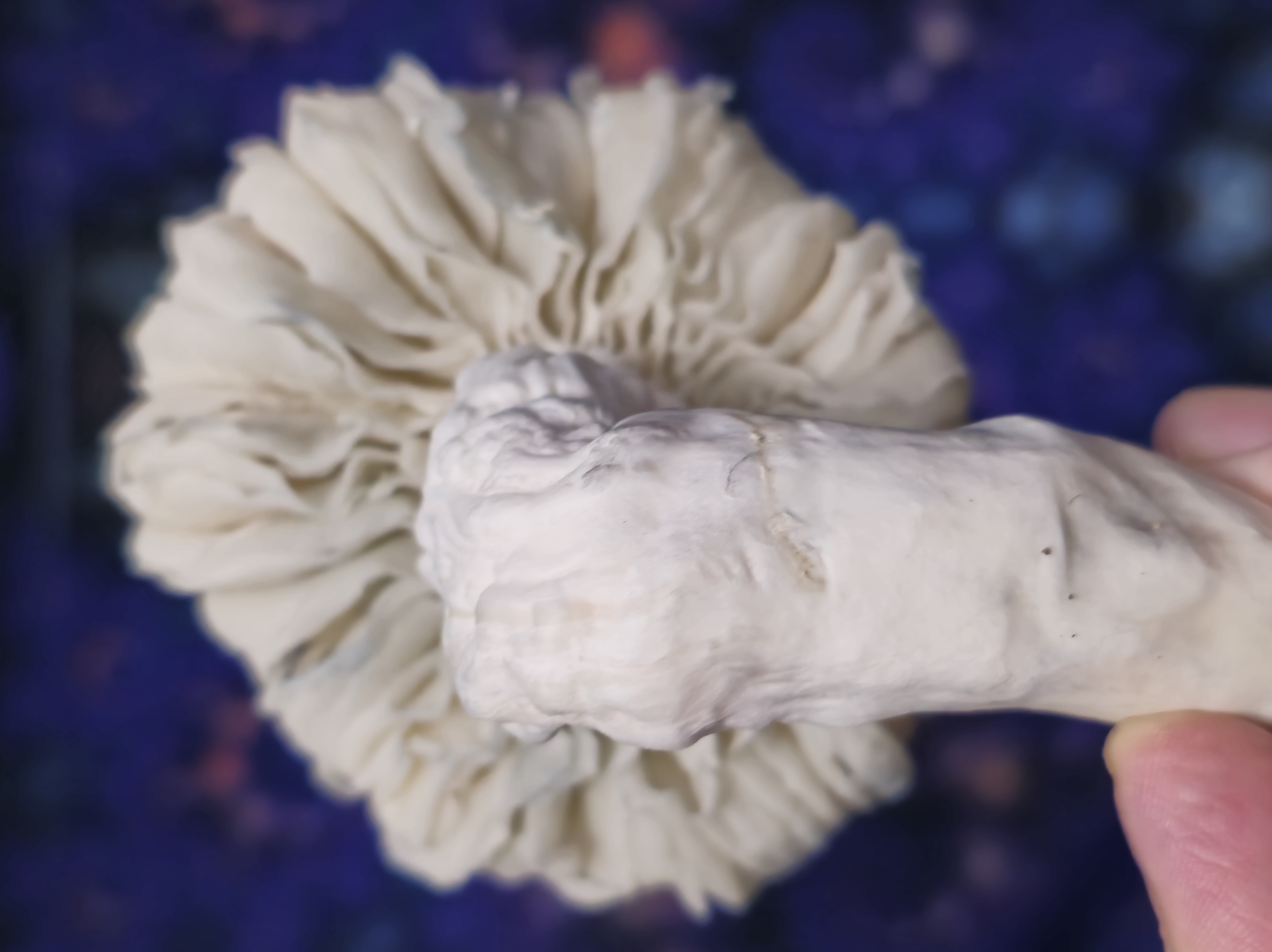 ChocoMak (albino) LC