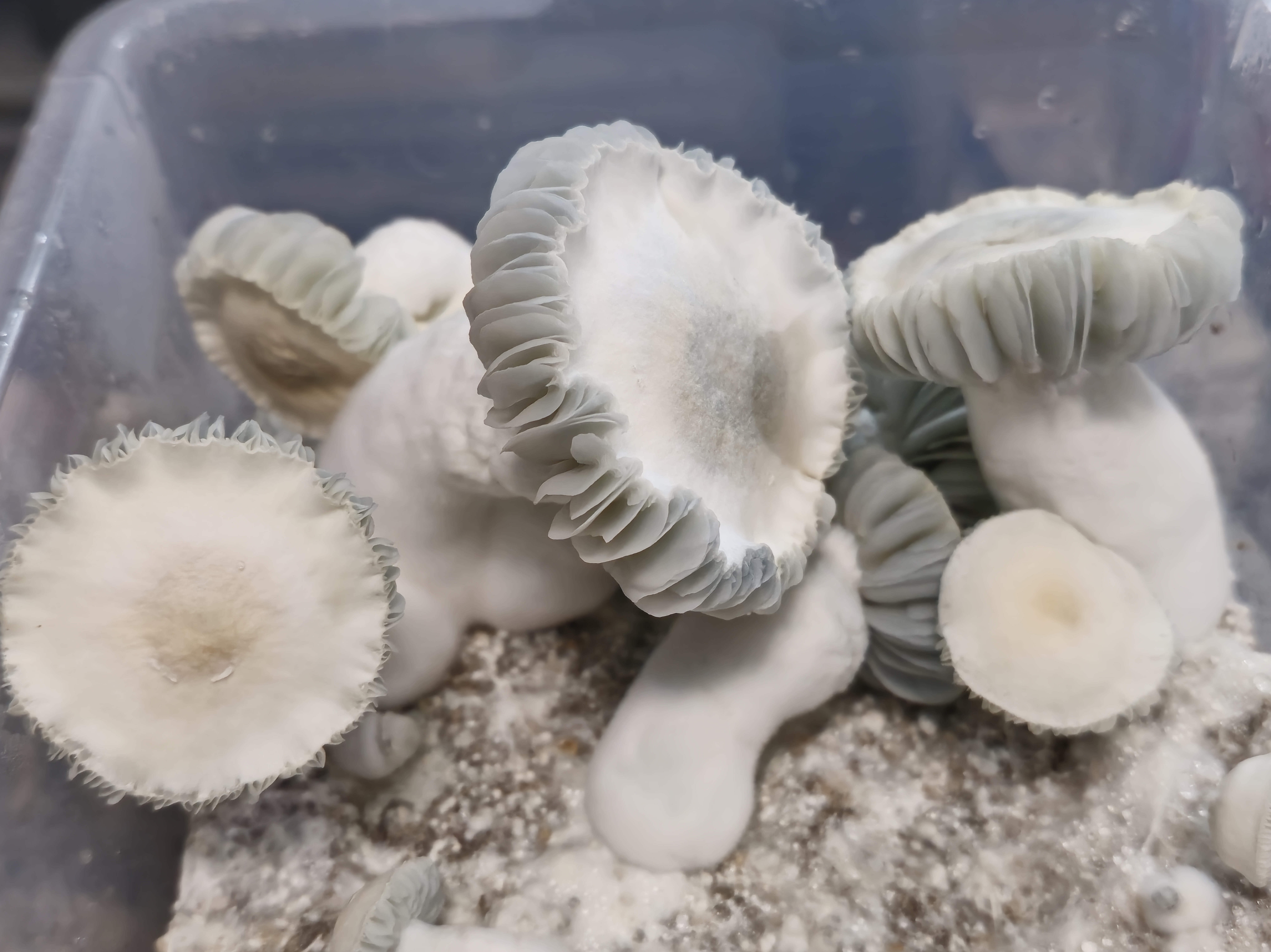 ChocoMak (albino) LC