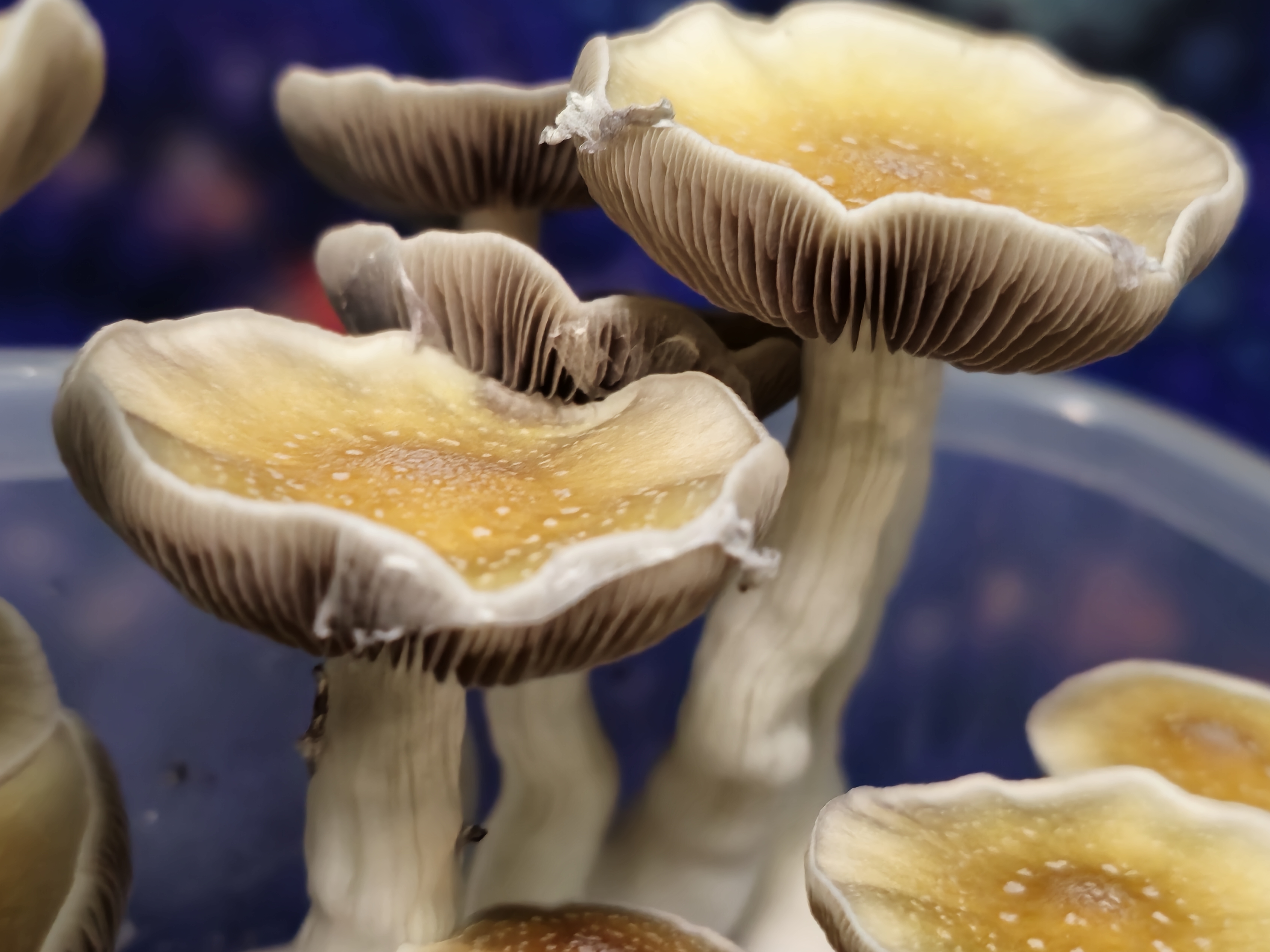 Golden Teacher LC