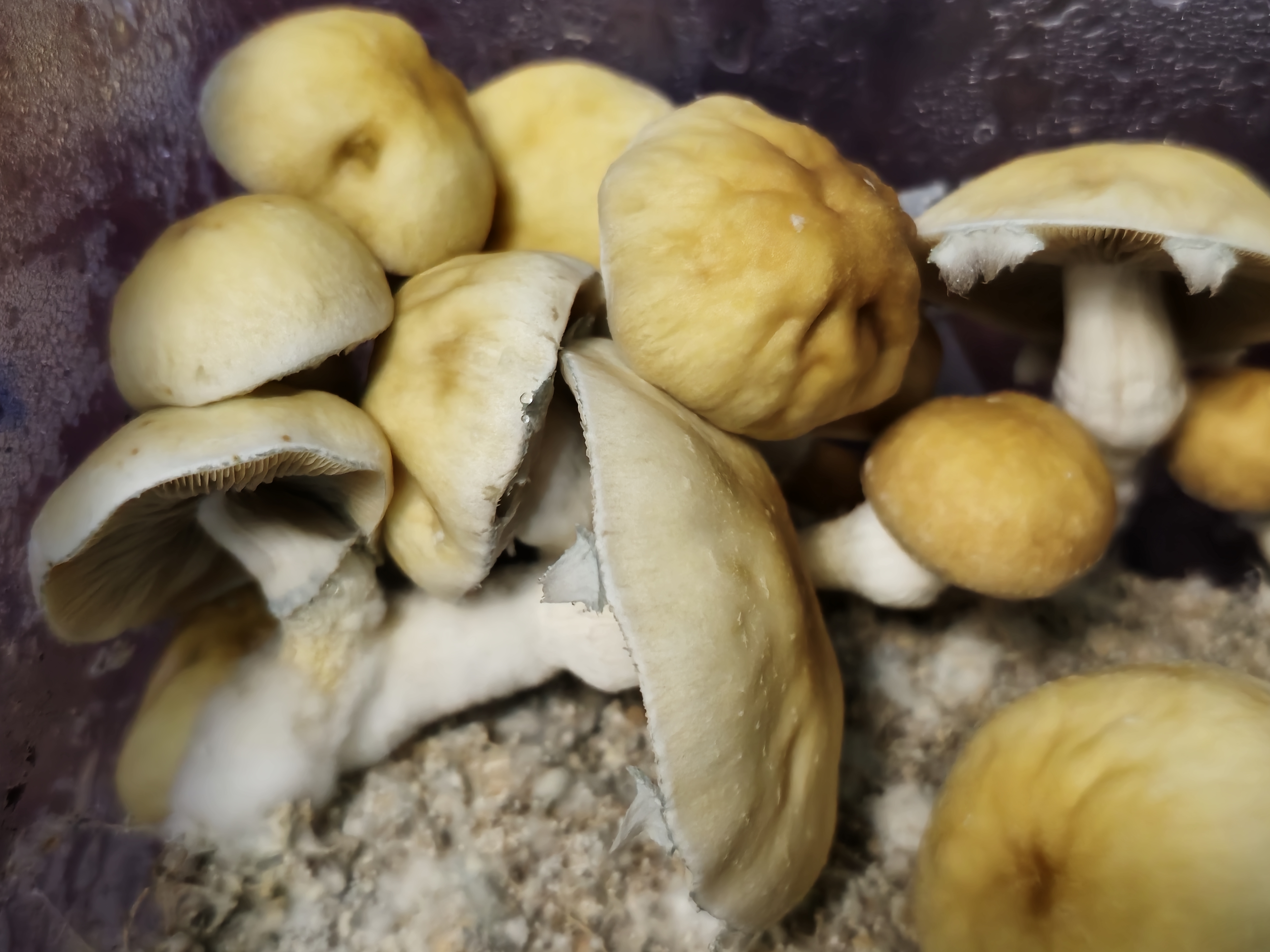 Supa Chupa "Golden Child" Spore Print