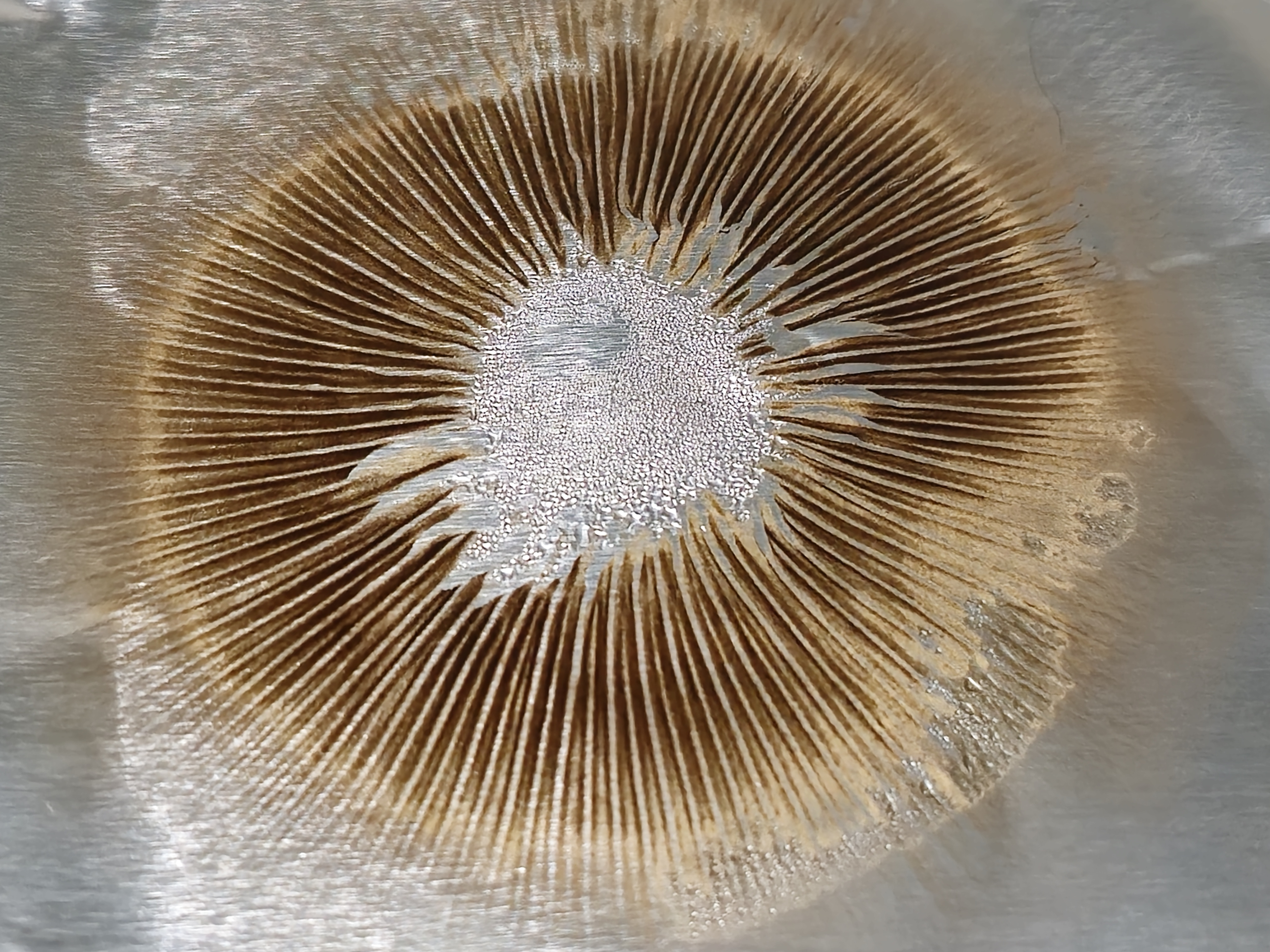 Supa Chupa "Golden Child" Spore Print