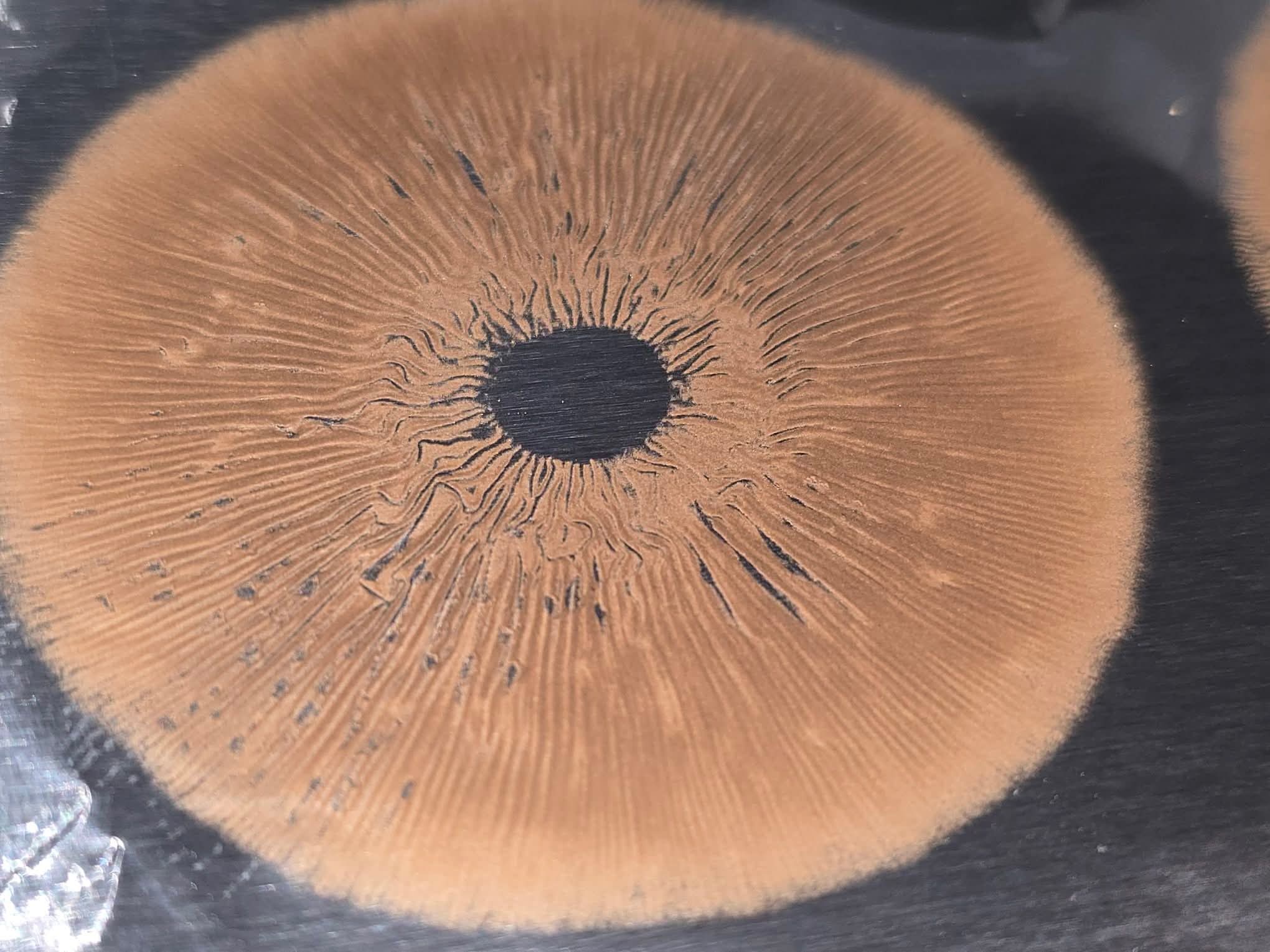 Cambodian Rust Spore Print
