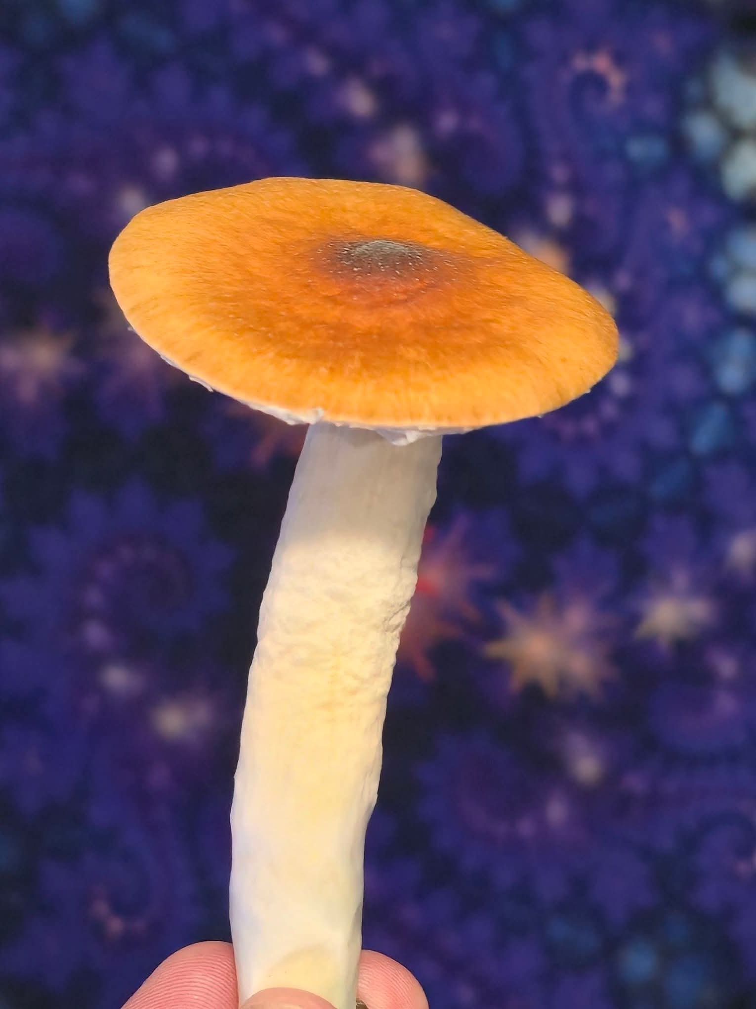 Cambodian Rust Spore Print