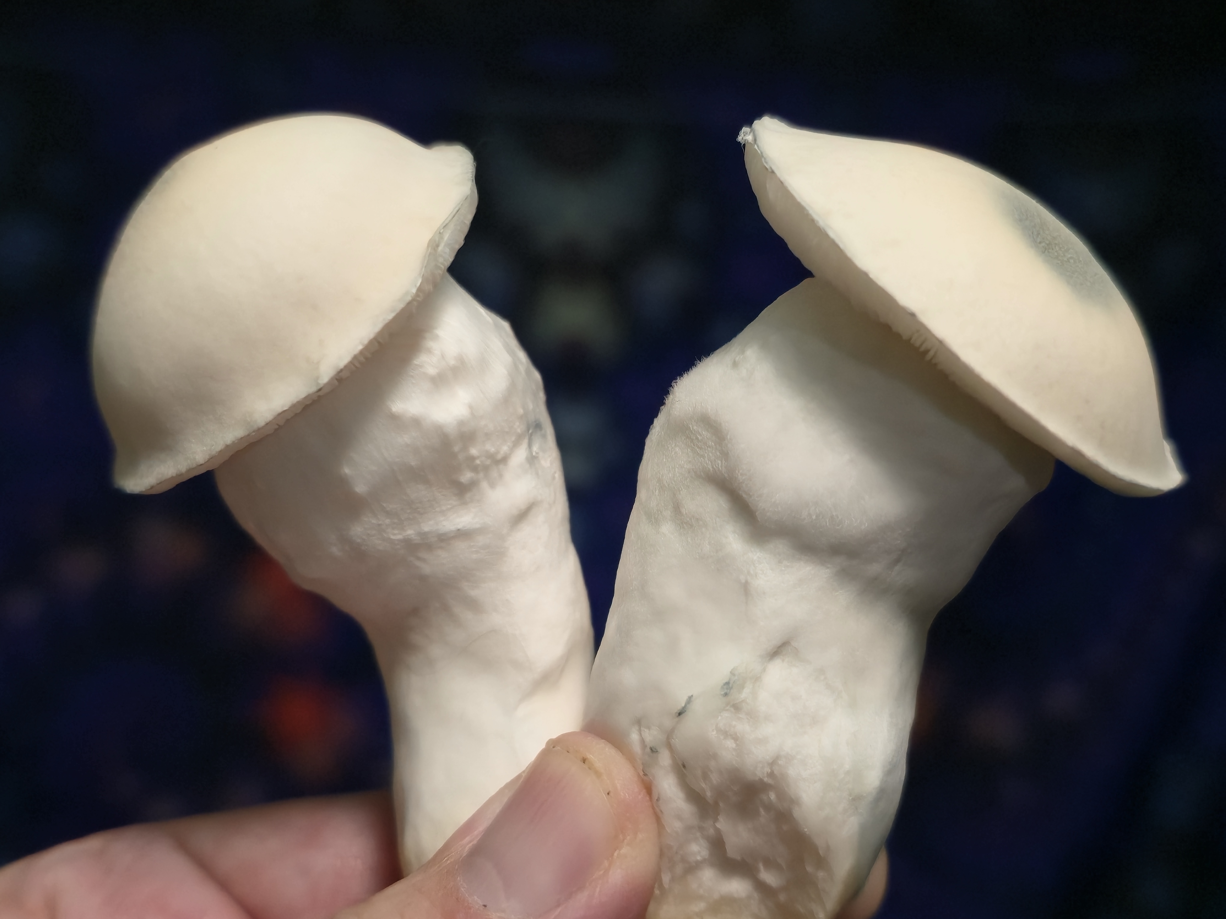 Albino Taman Negara Swabs