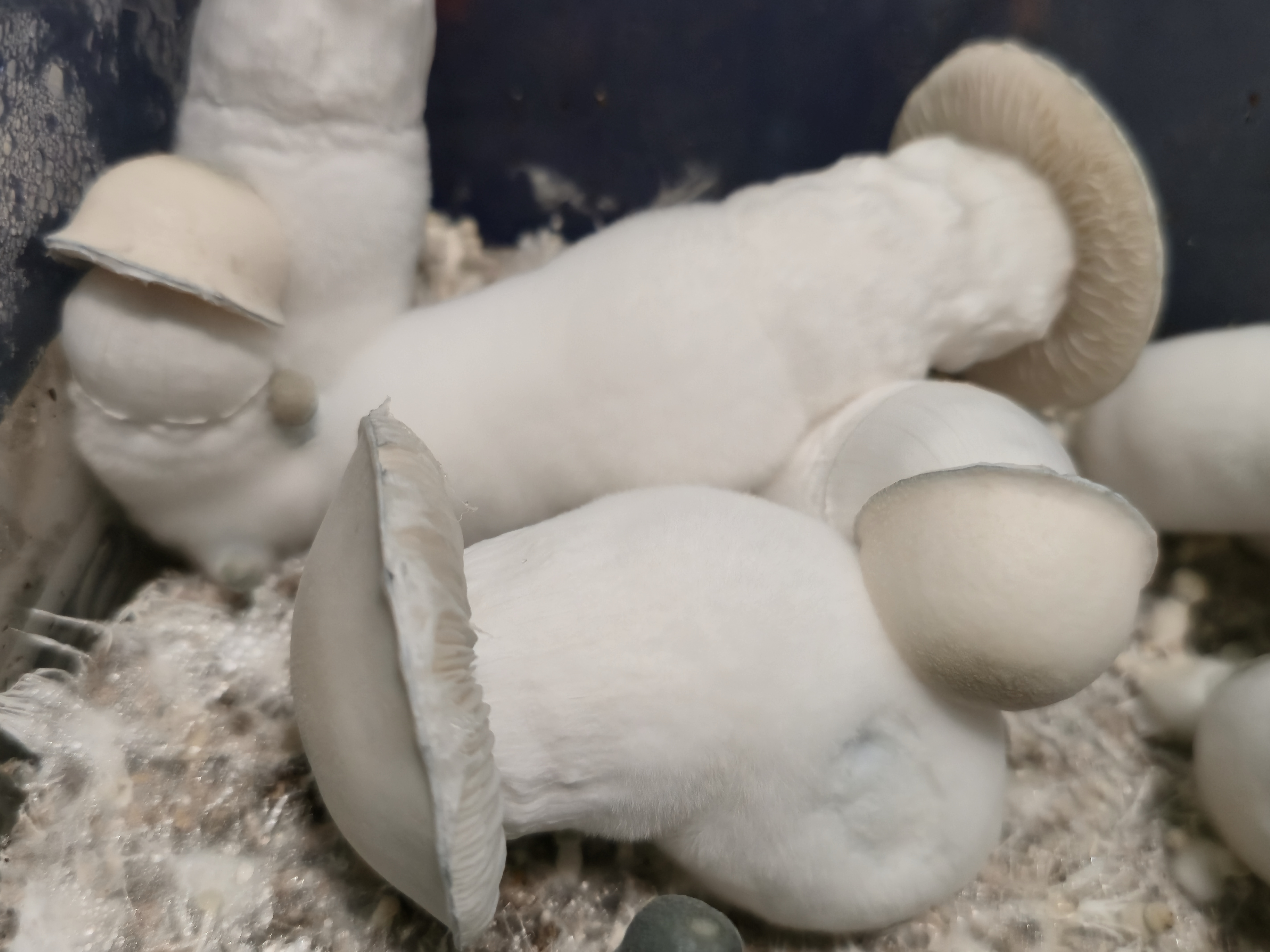 Albino Taman Negara Swabs