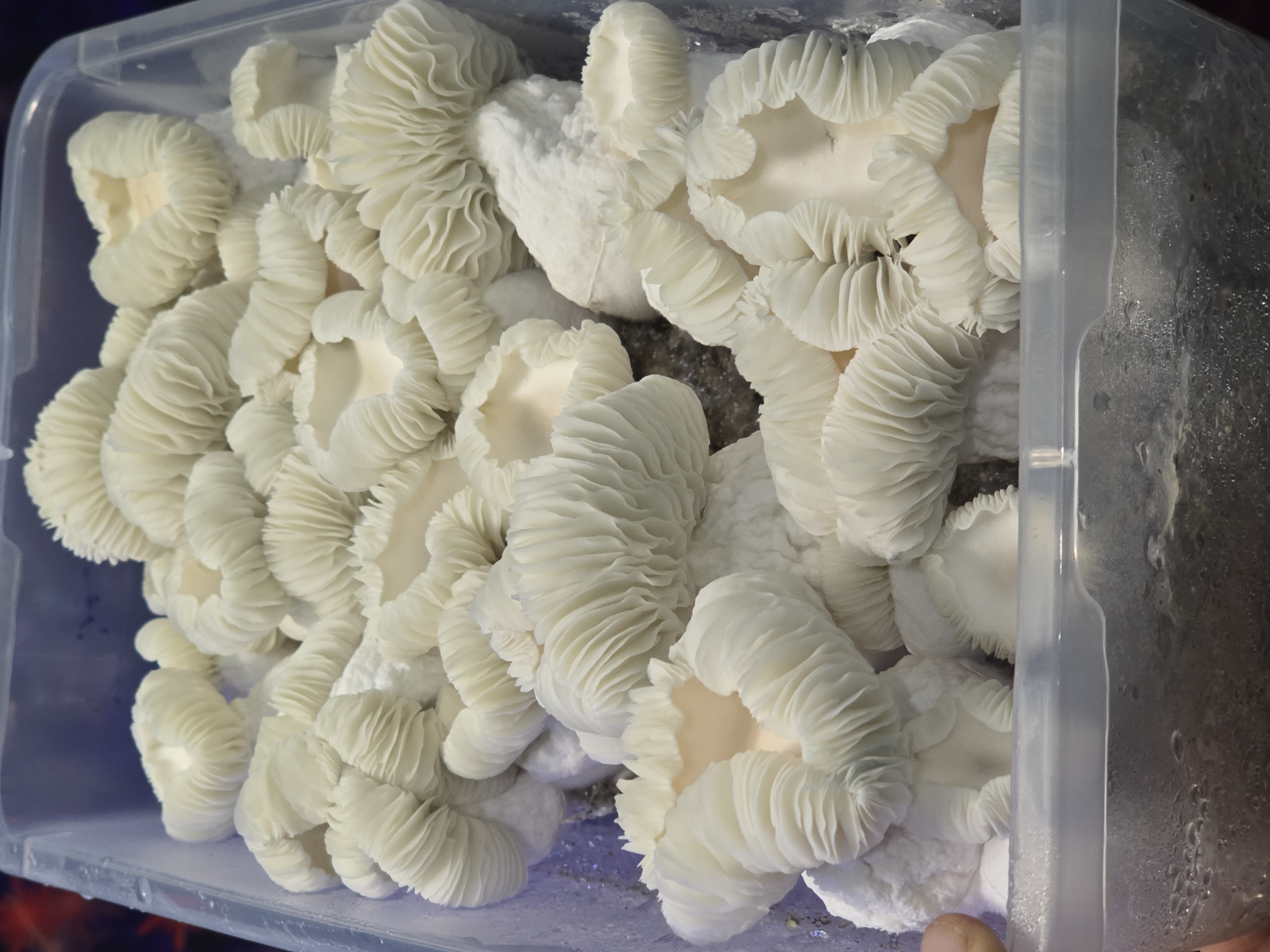 Jeepers Peepers Albino LC