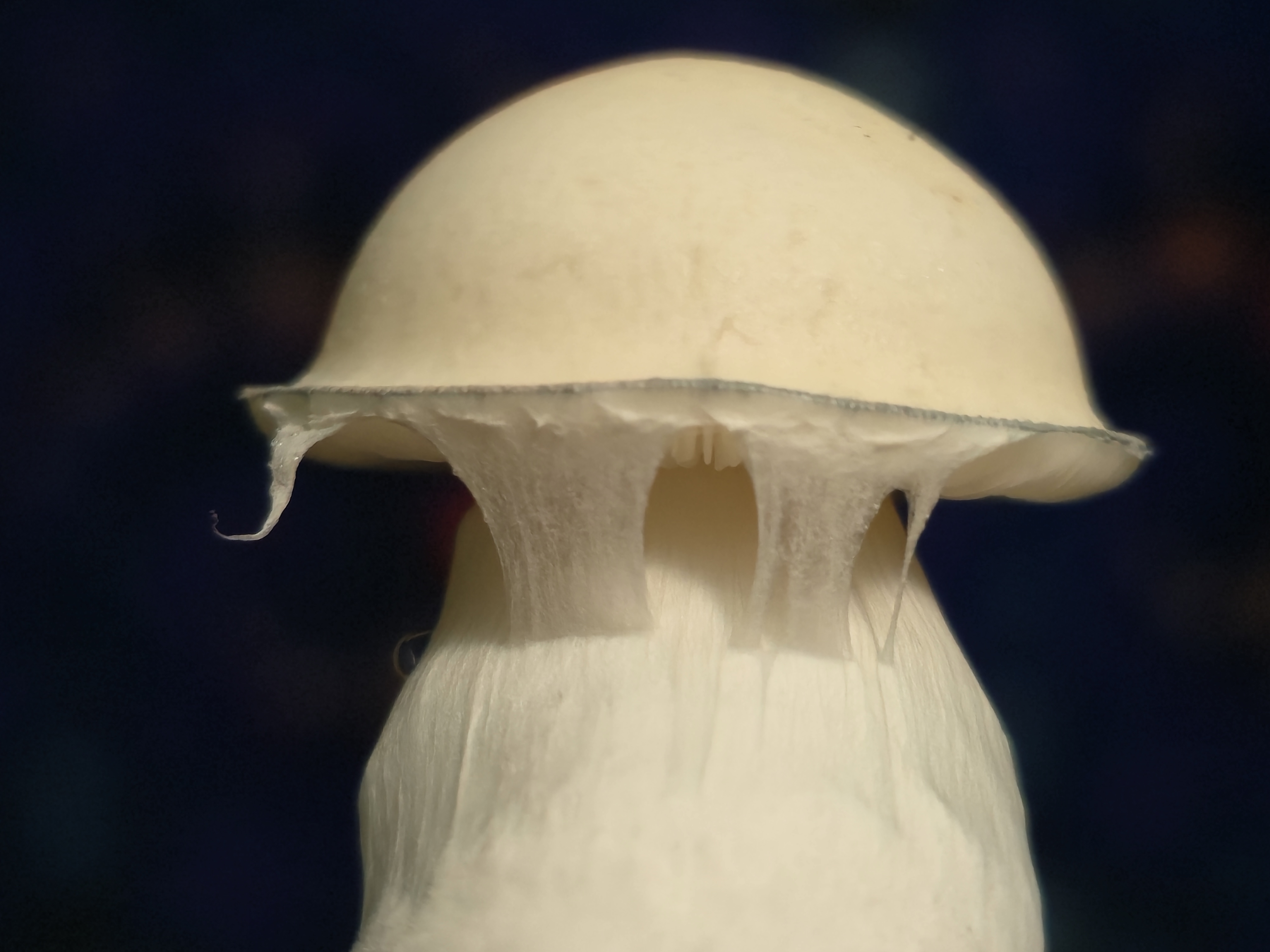 Albino Taman Negara LC