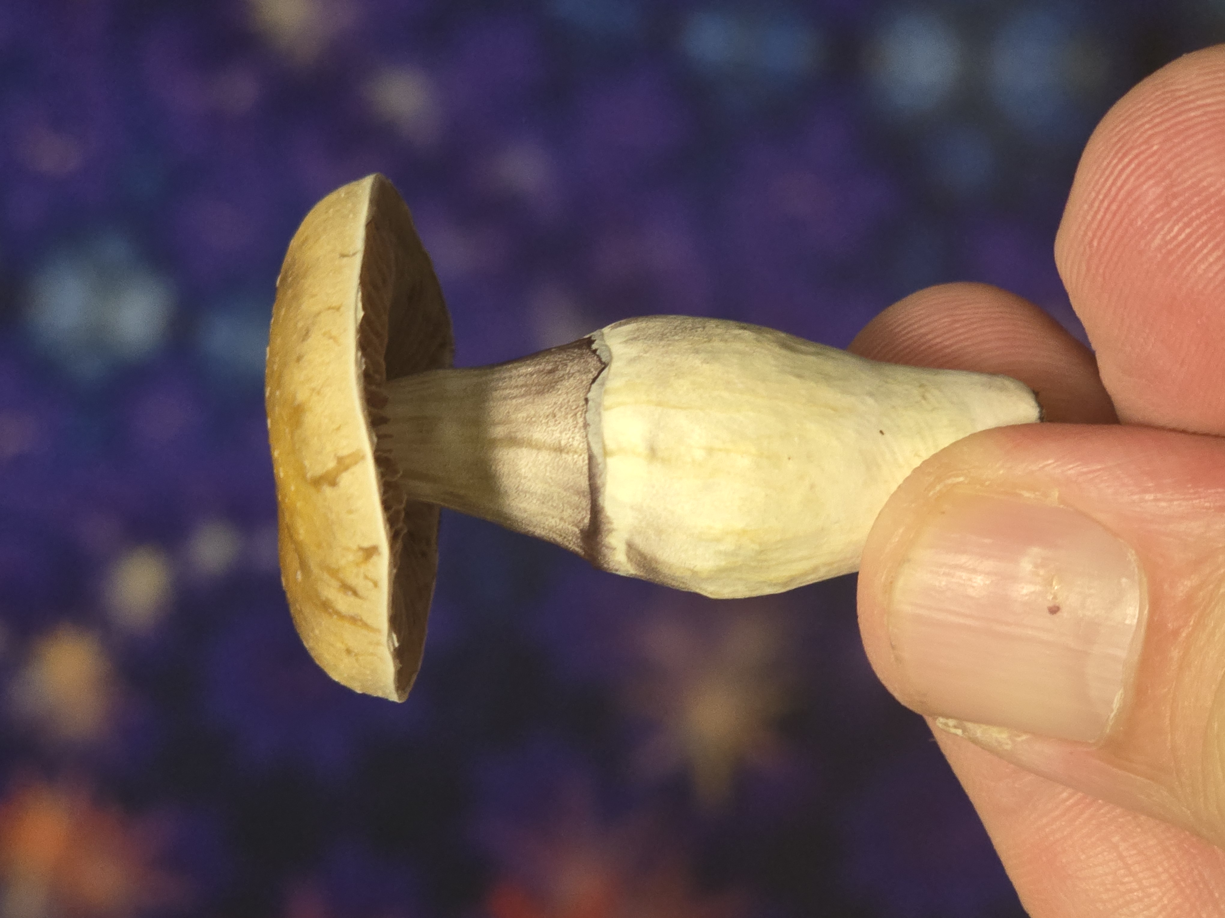 Homestead Revival Pack (LC + spore print)