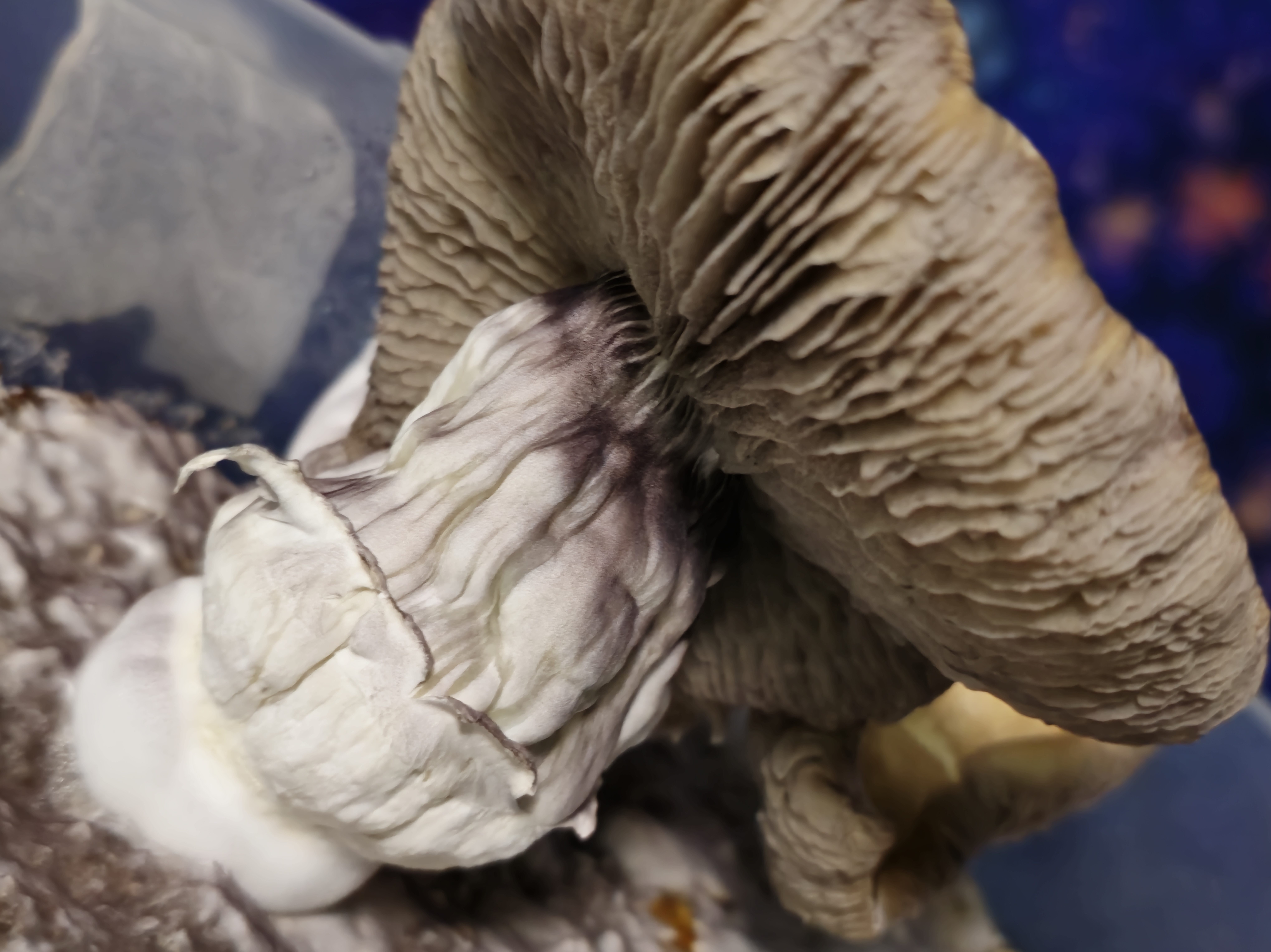 Chupacabra "Bulbous" 189g LC