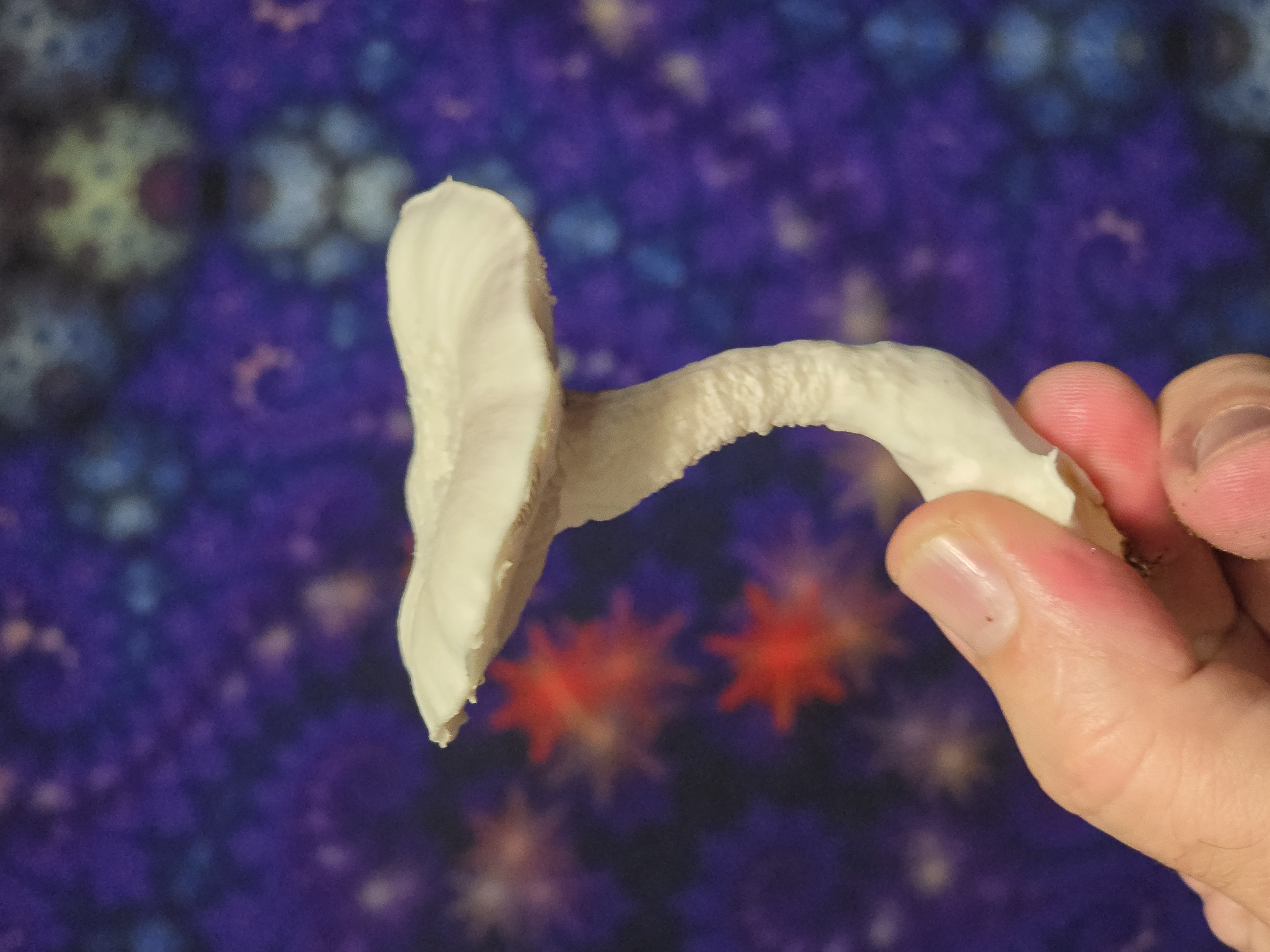 Leucistic Trinity LC