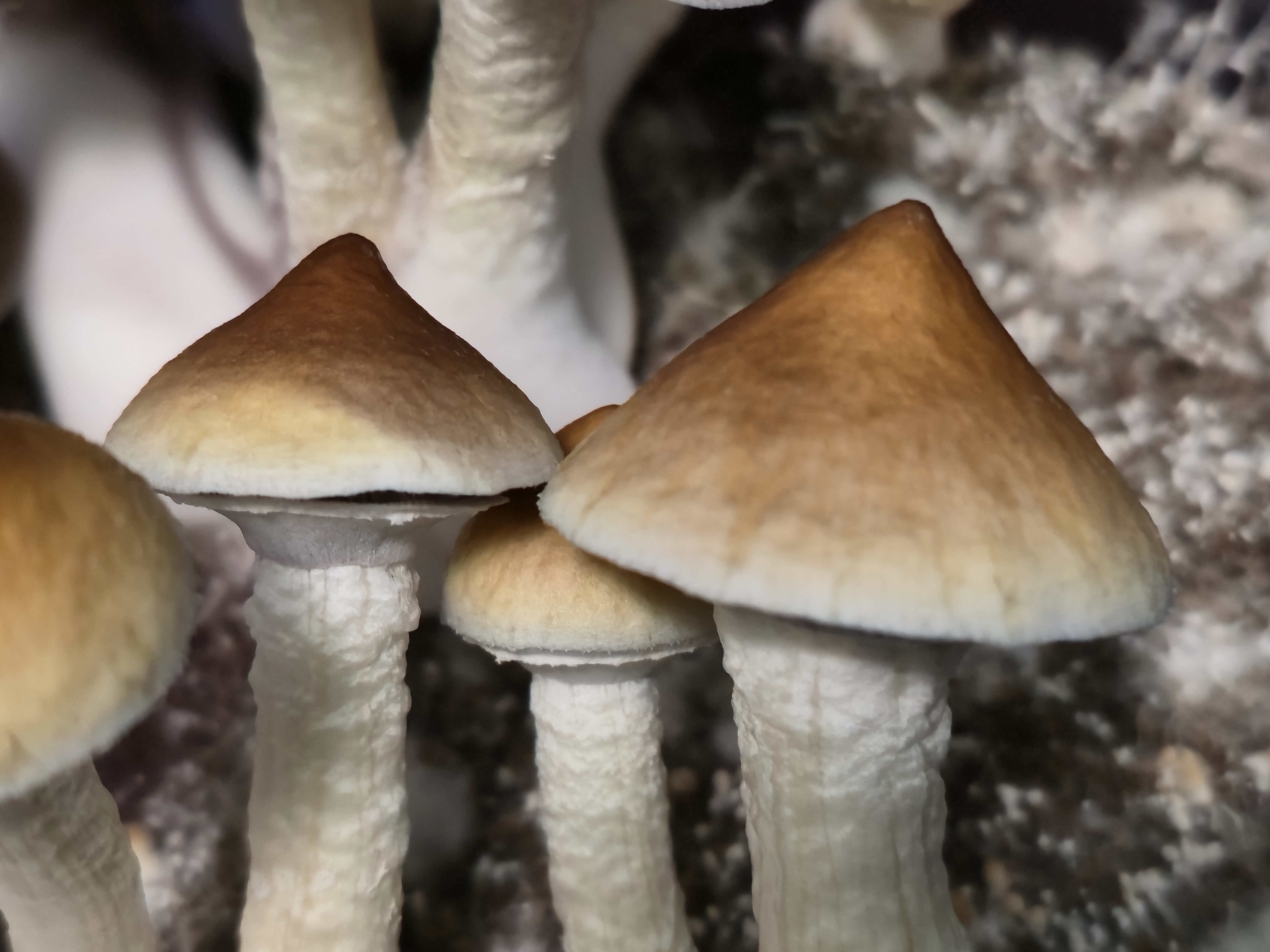 Malabar "Pointy Cap" Swabs