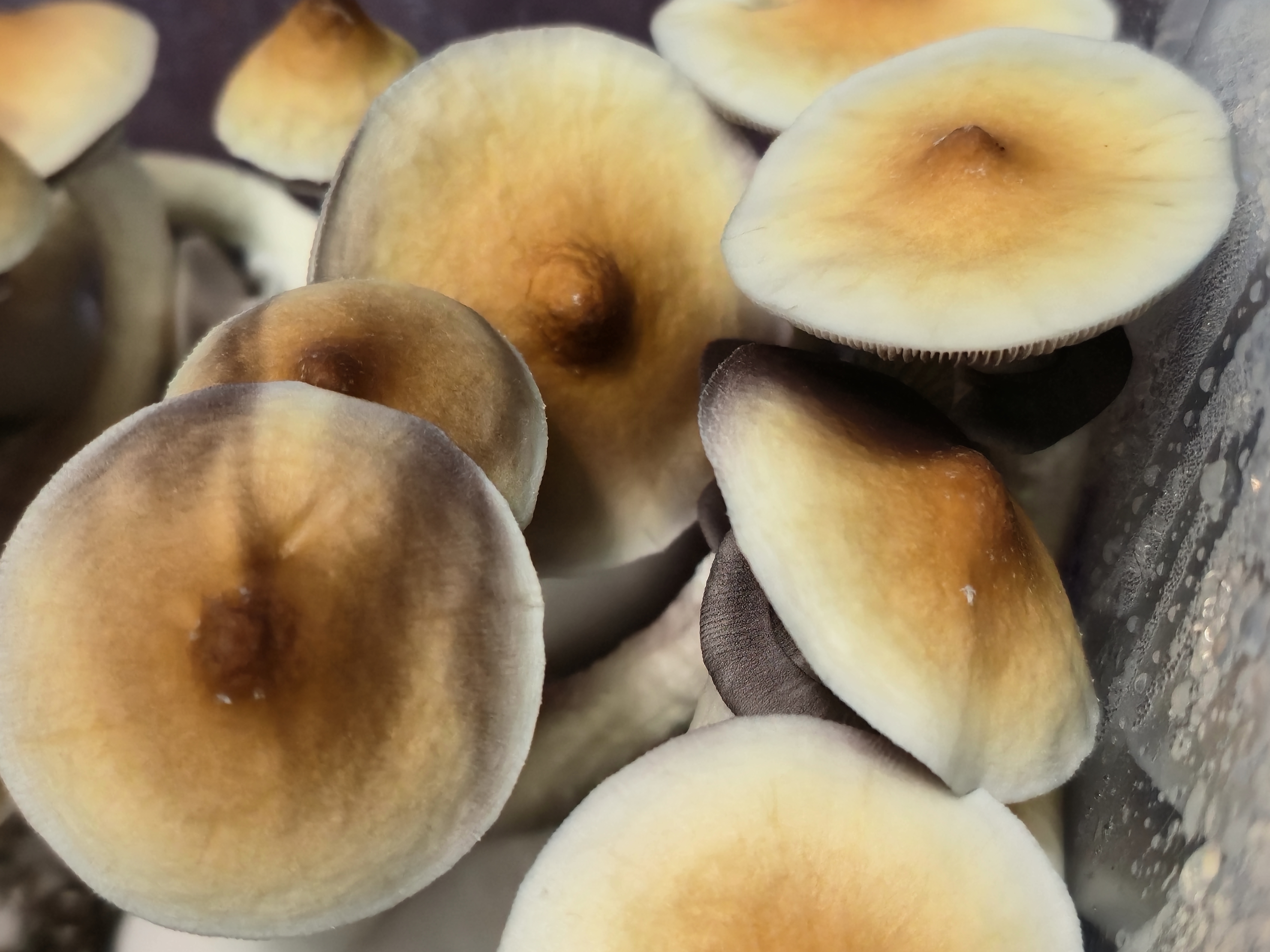 Malabar "Pointy Cap" Swabs
