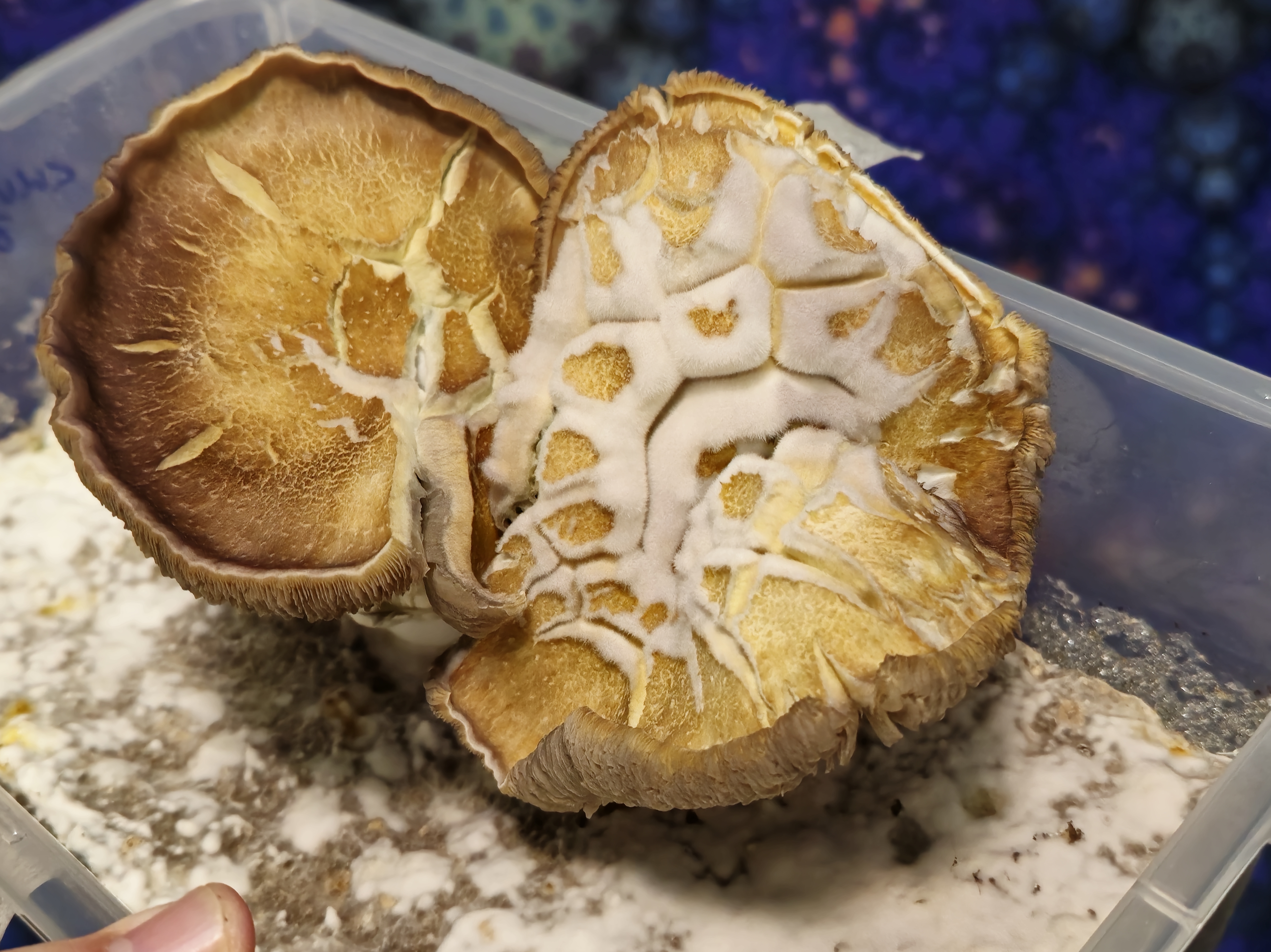 Chupacabra "Bulbous" 189g LC