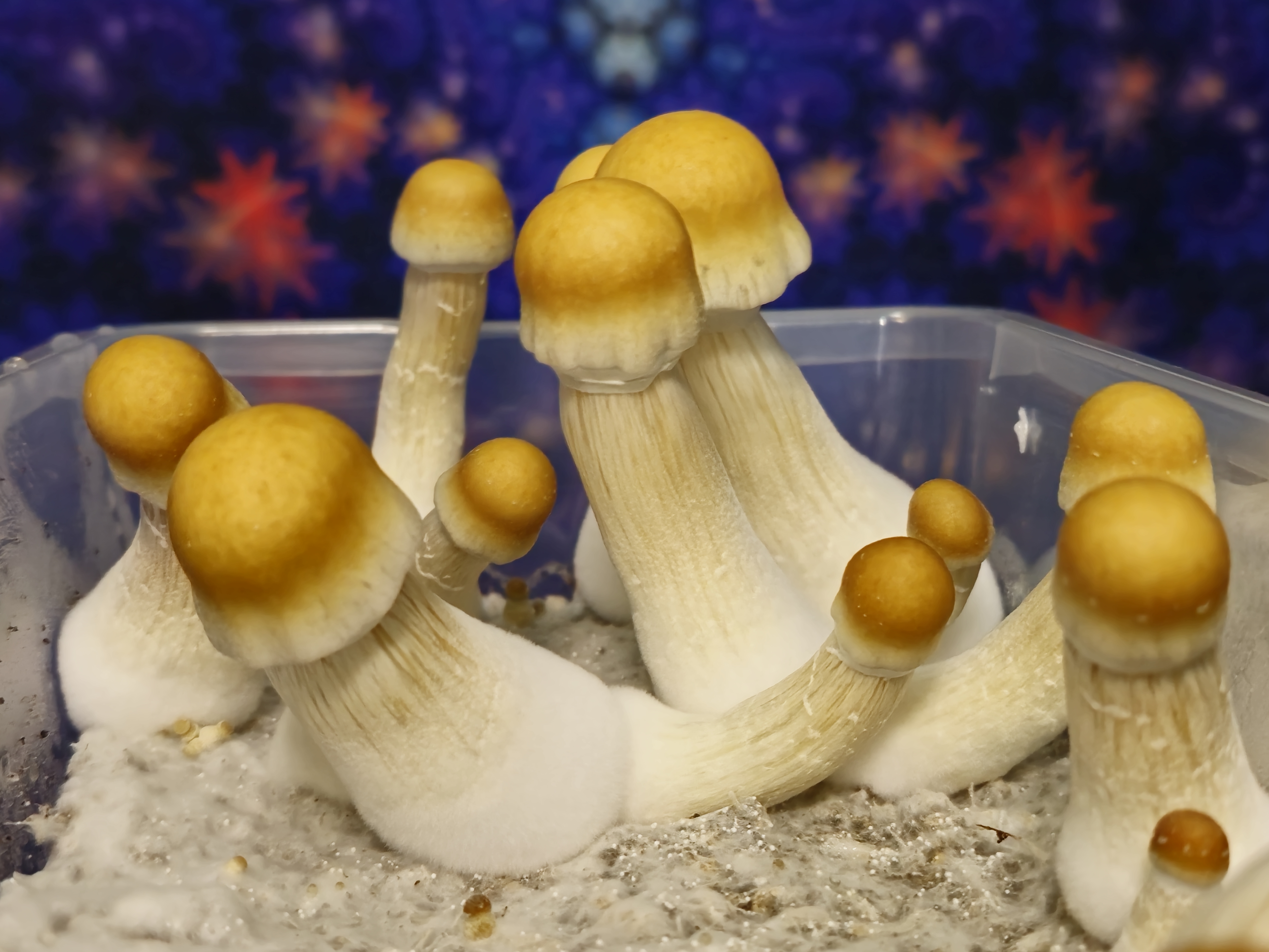 PEU "Frankenfurter" LC