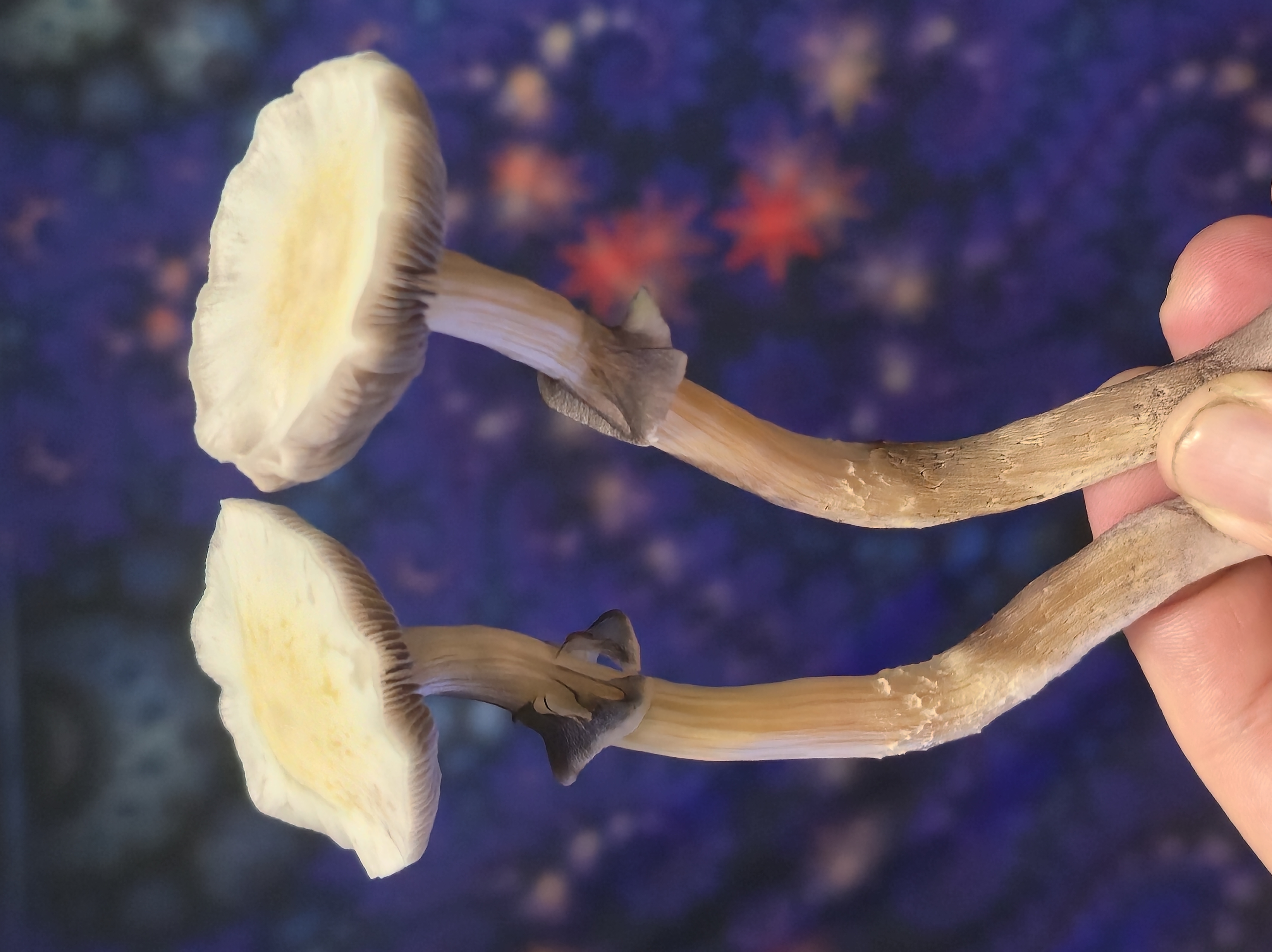 Leucistic Chupacabra Swabs