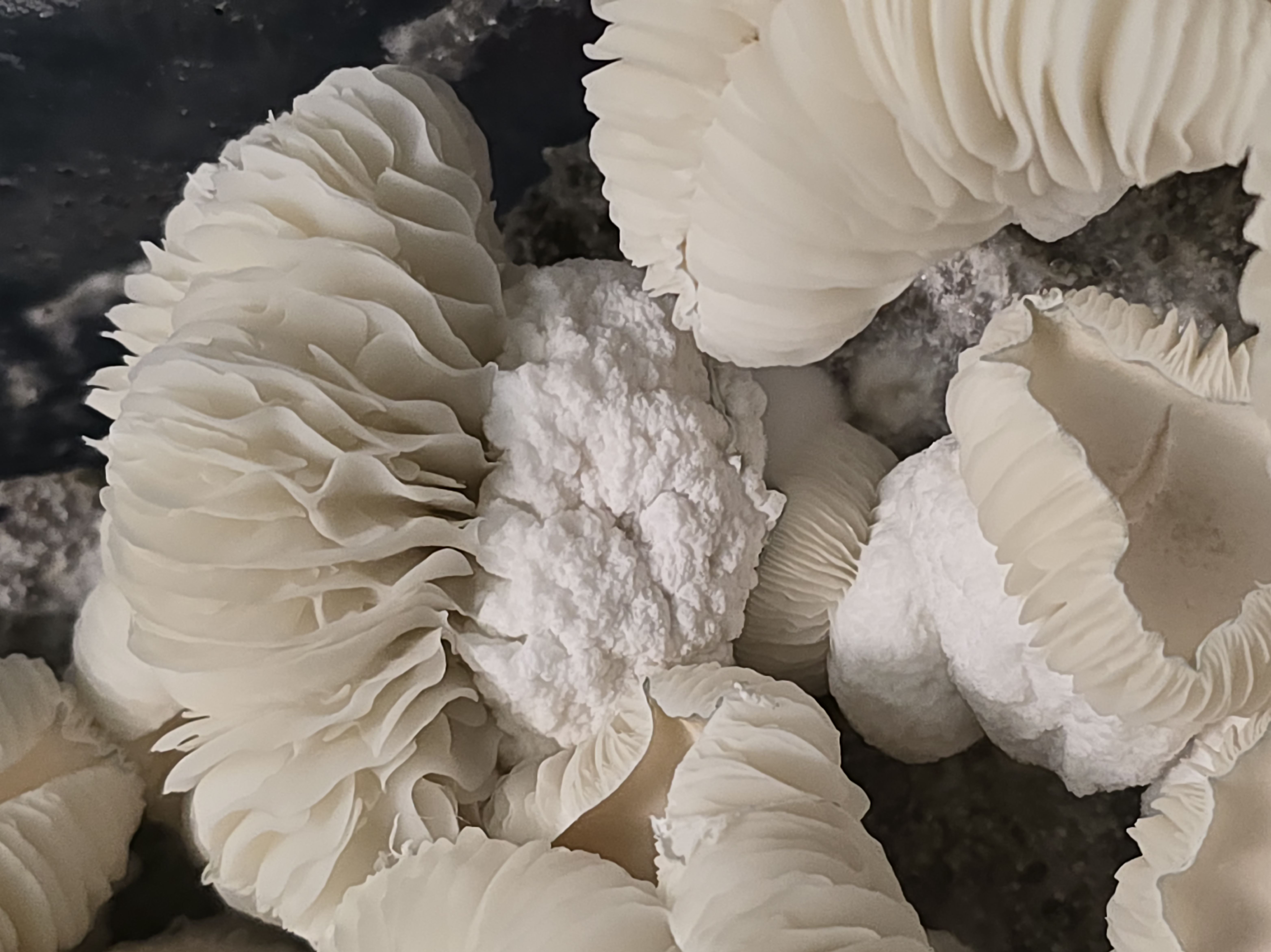 SWAB 5-PACK: Albino Heavy Hitters