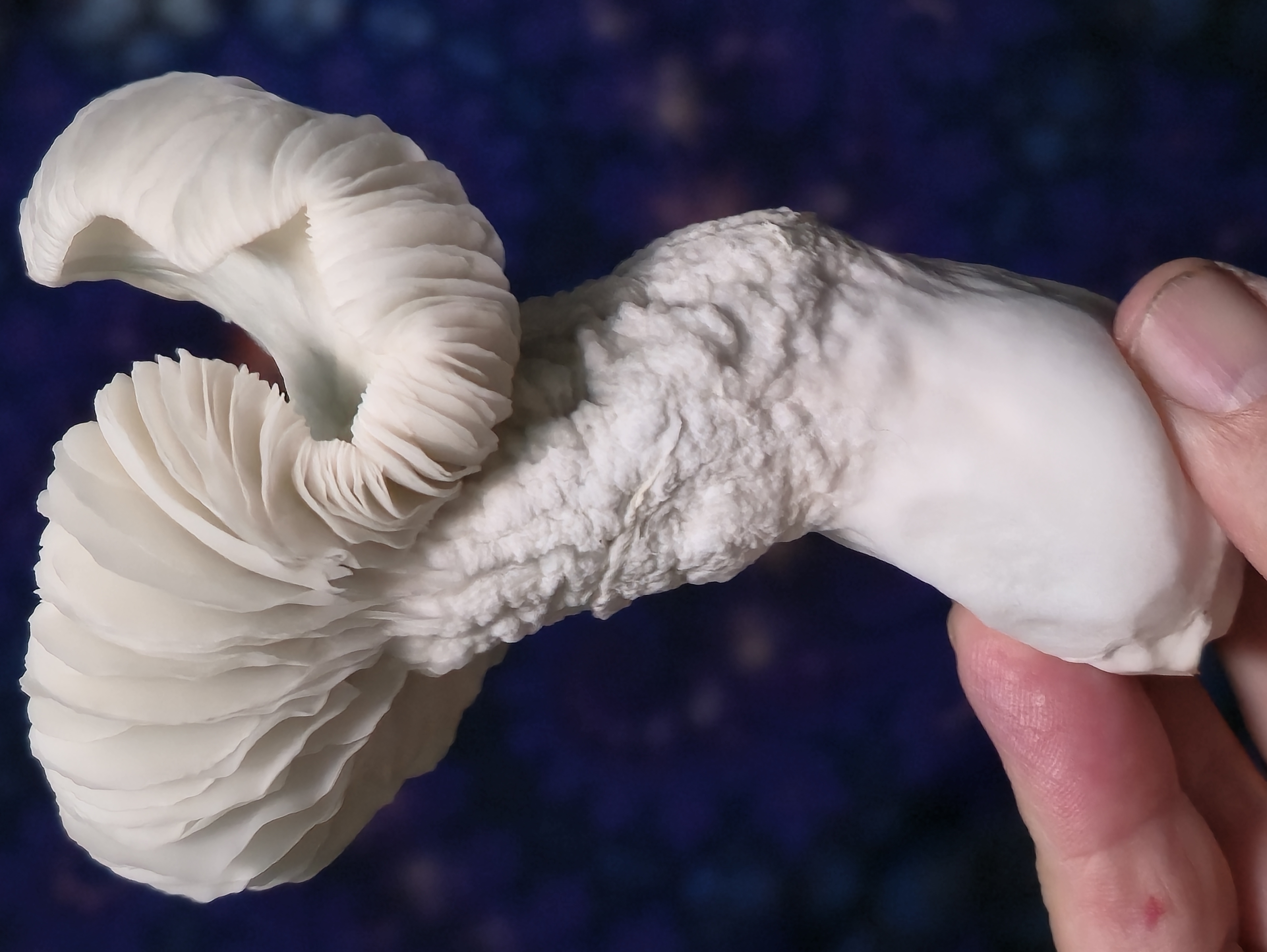 Albino Crooked Mystery Swabs