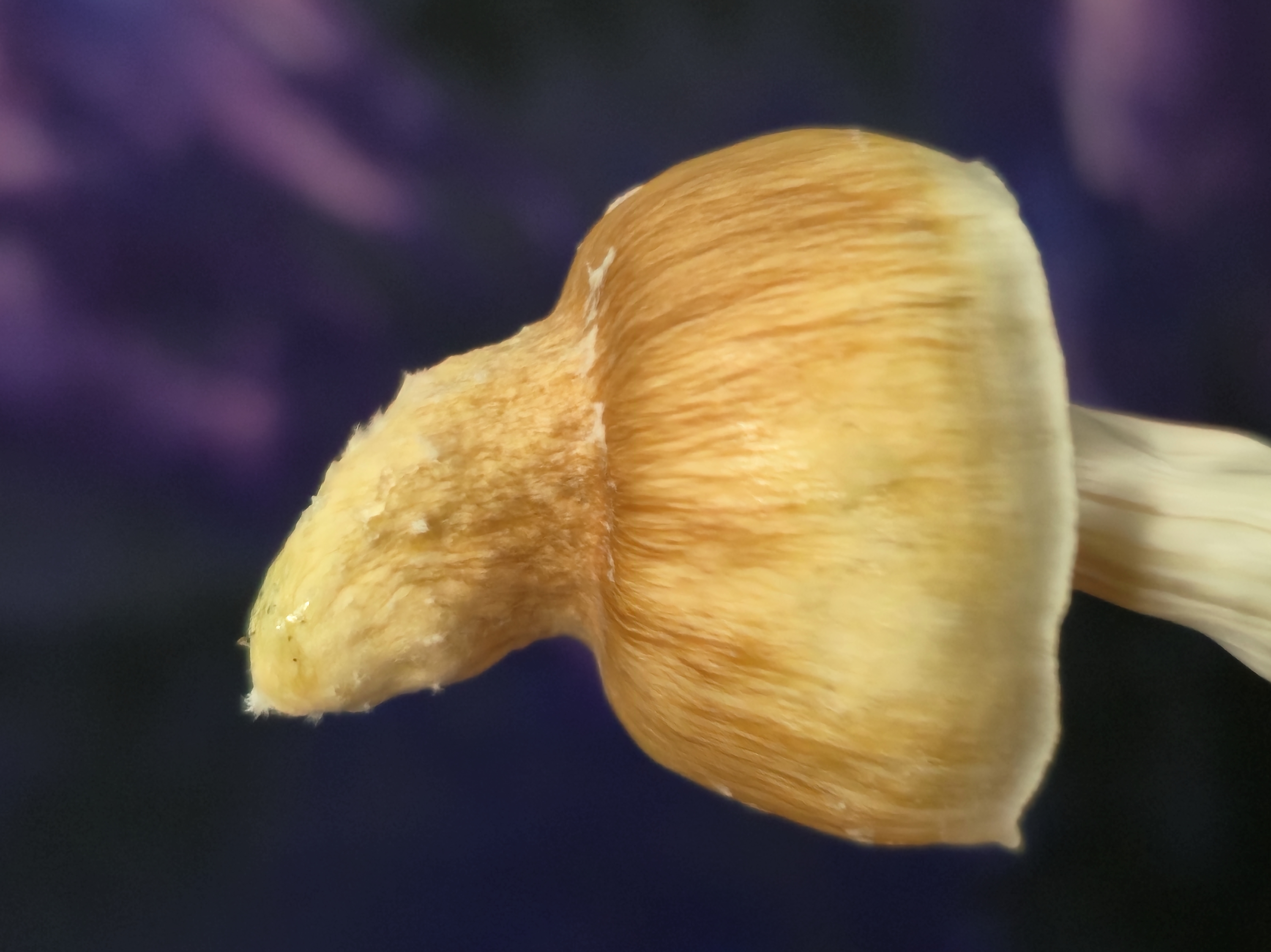 Chupacabra "Super Nip" Swabs