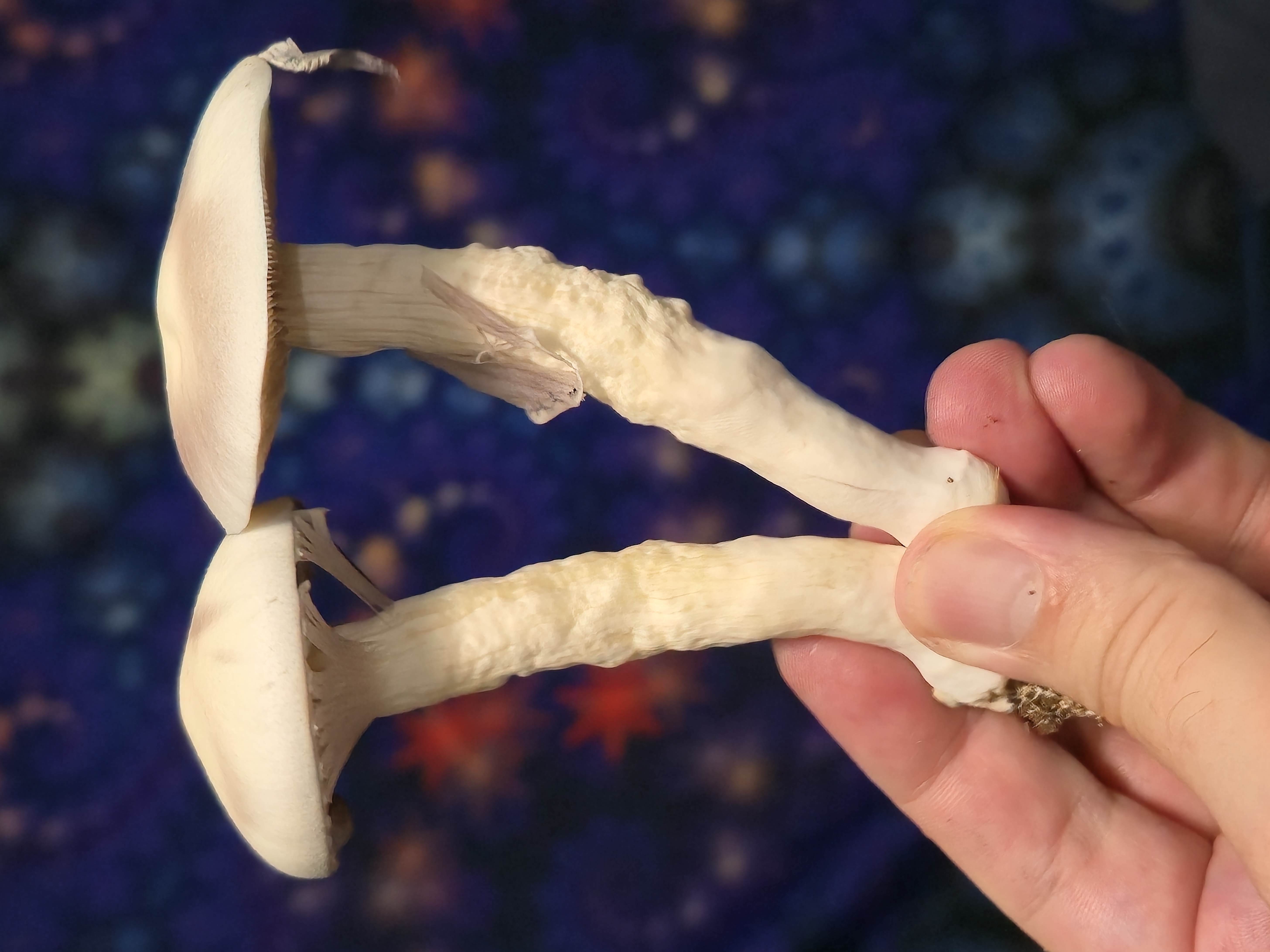 LAMZ- Leucistic Amazonian LC