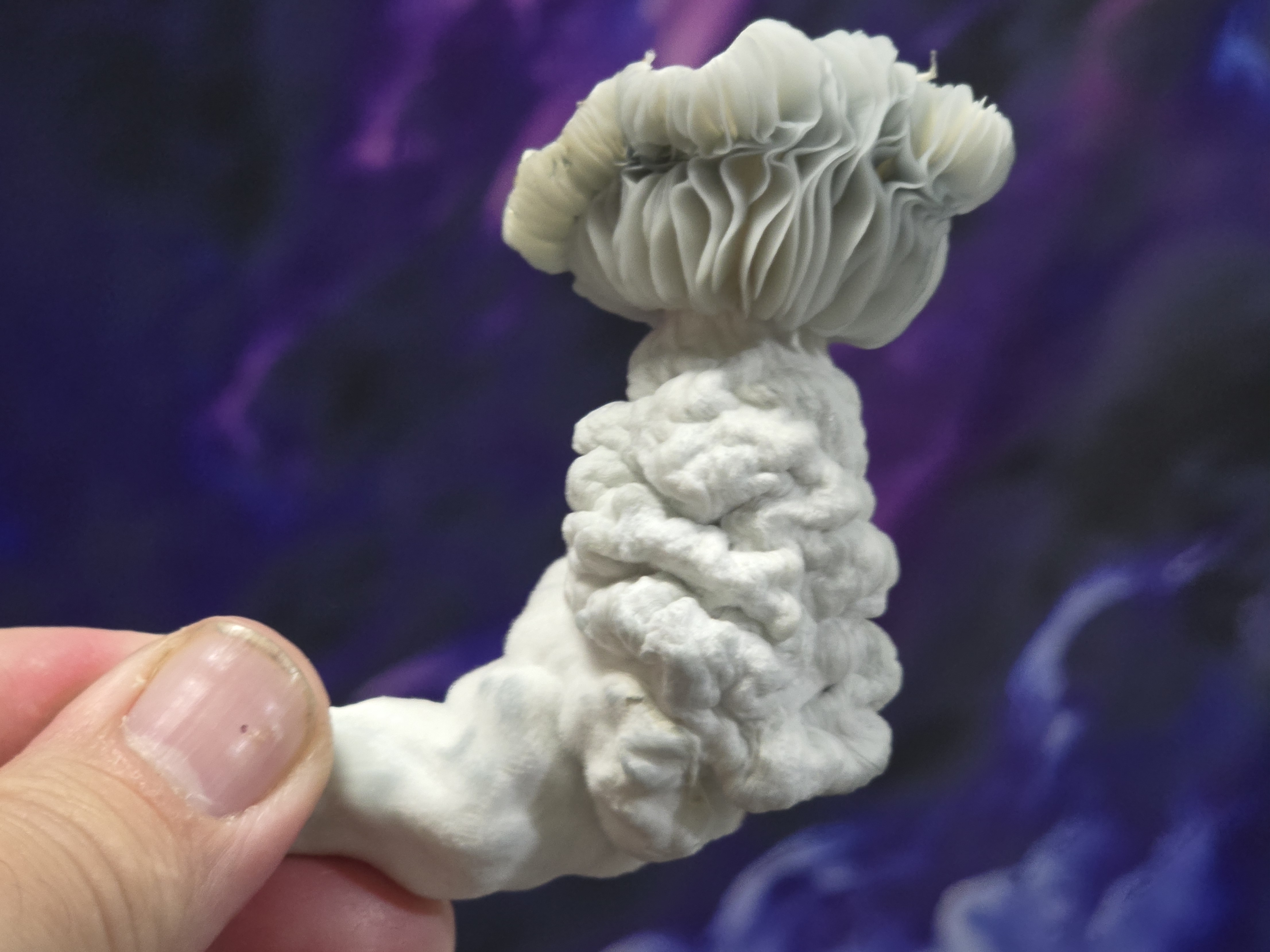 Albino Gollum LC