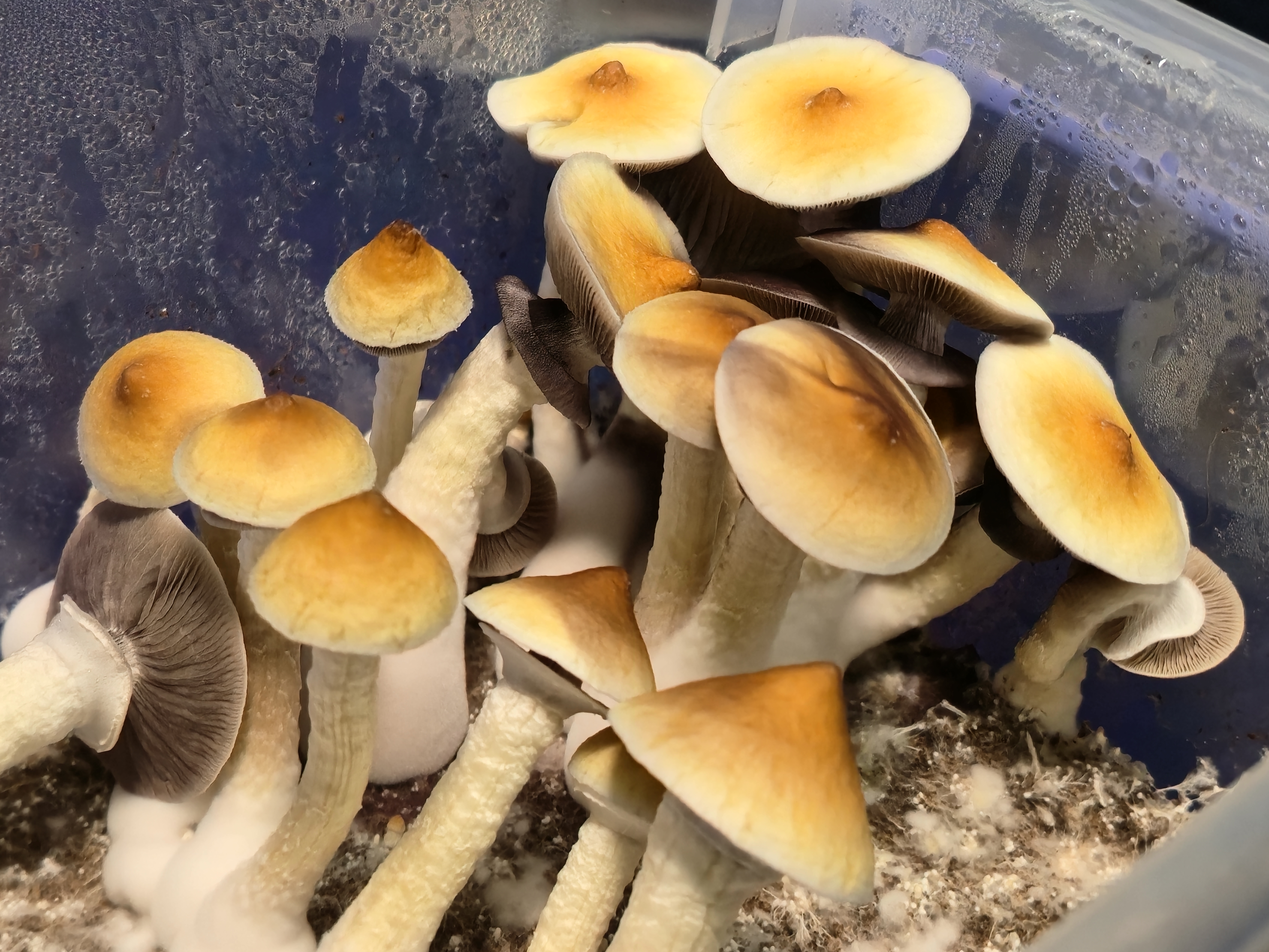 Malabar "Pointy Cap" Swabs