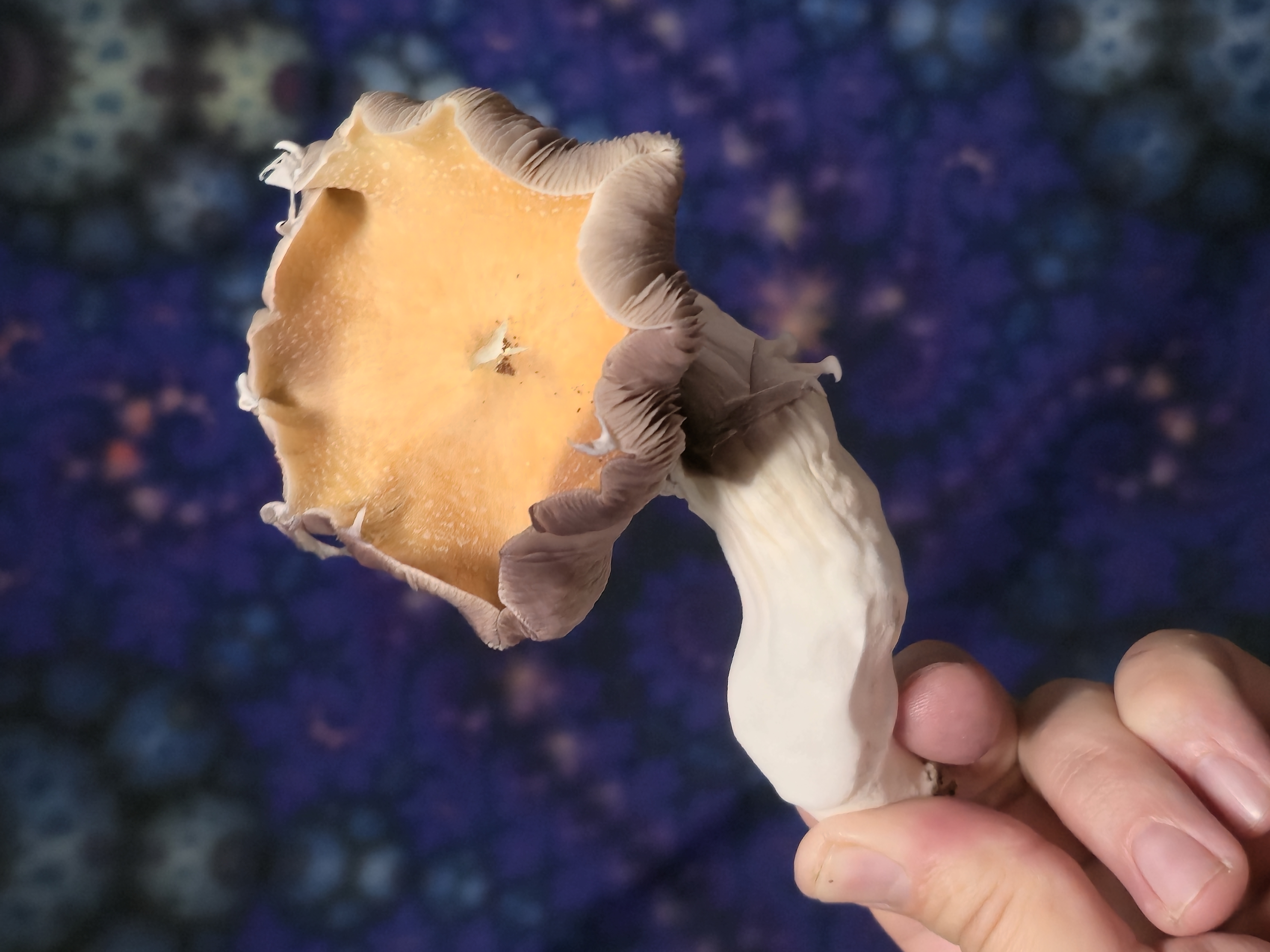 Golden Teacher Swabs