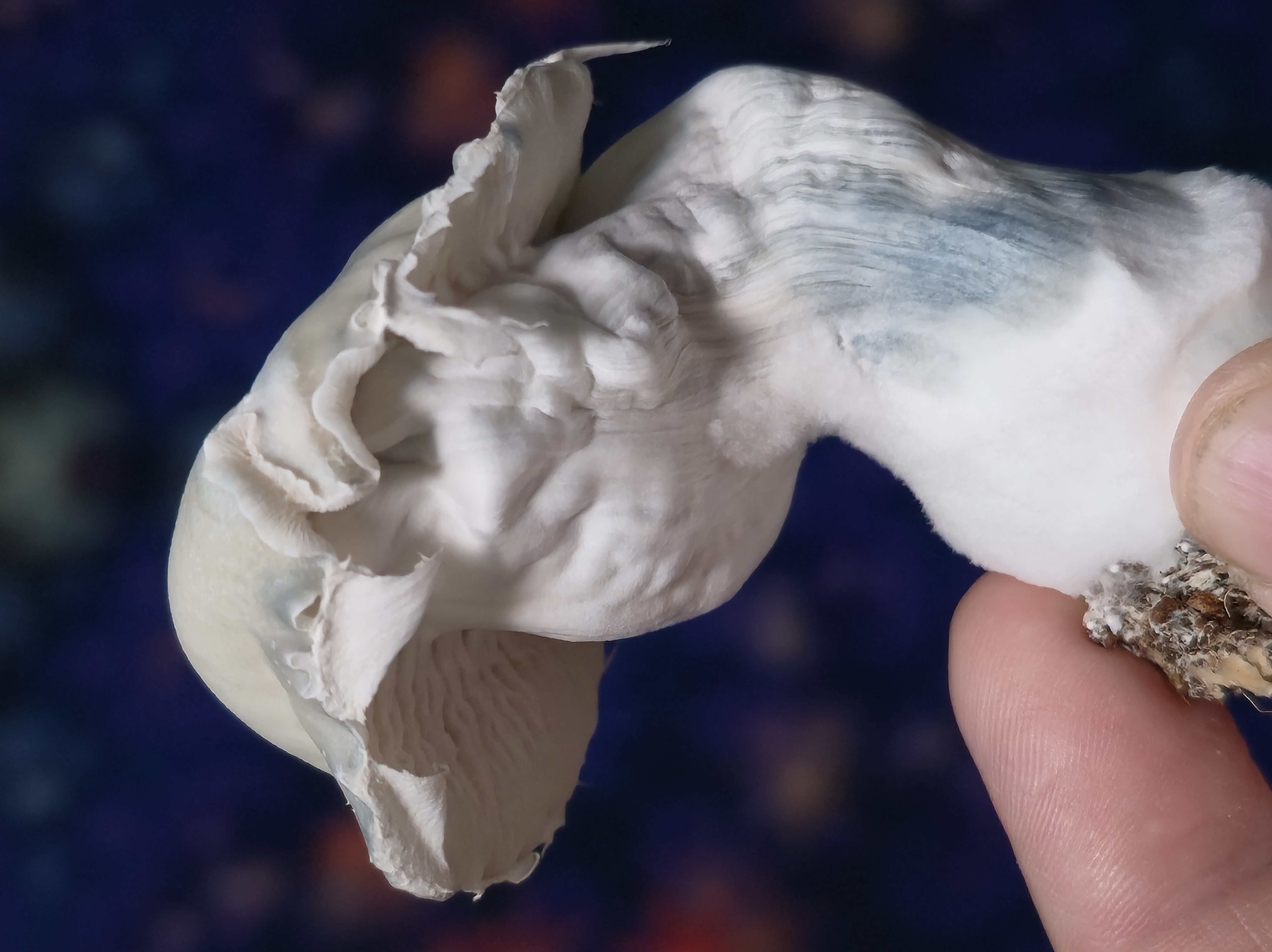 SWAB 5-PACK: Wild Mexican Mutations