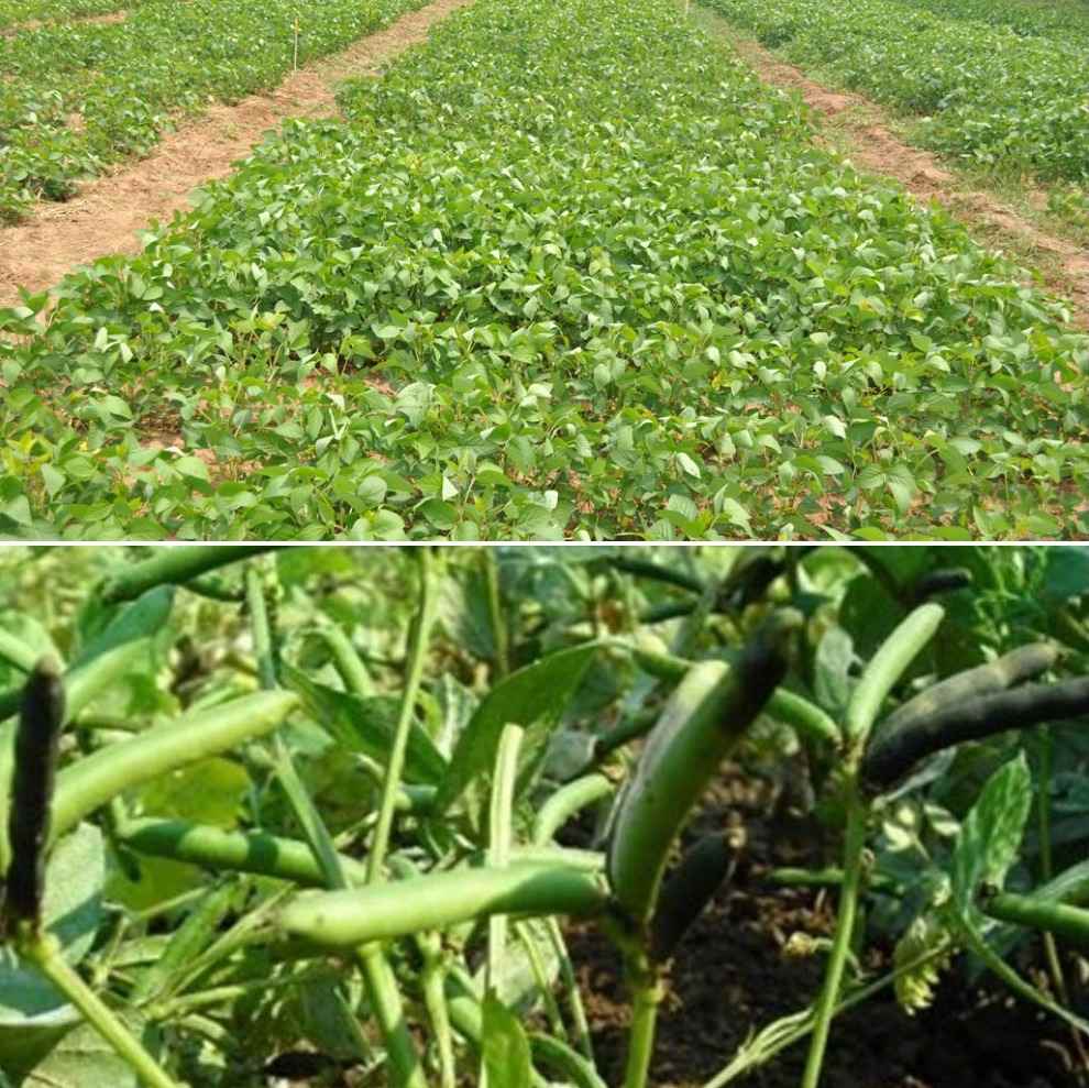 Urad gola 1Kgs