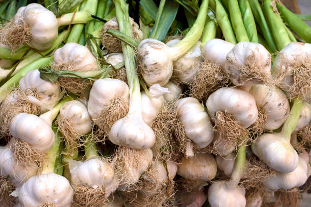 Garlic 1Kgs
