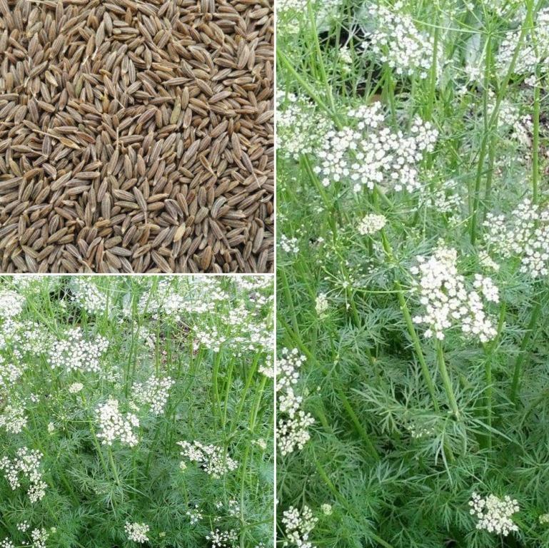 Cumin seeds 1Kgs