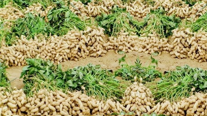 Groundnut 1Kgs