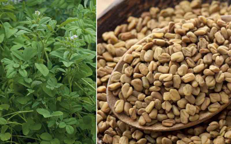 Fenugreek seeds(Menthulu) 1Kgs