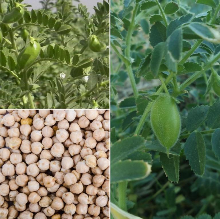 Chenna dal(senaga pappu) 1 Kgs