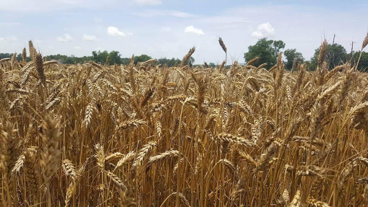 Wheat flour 1 Kgs