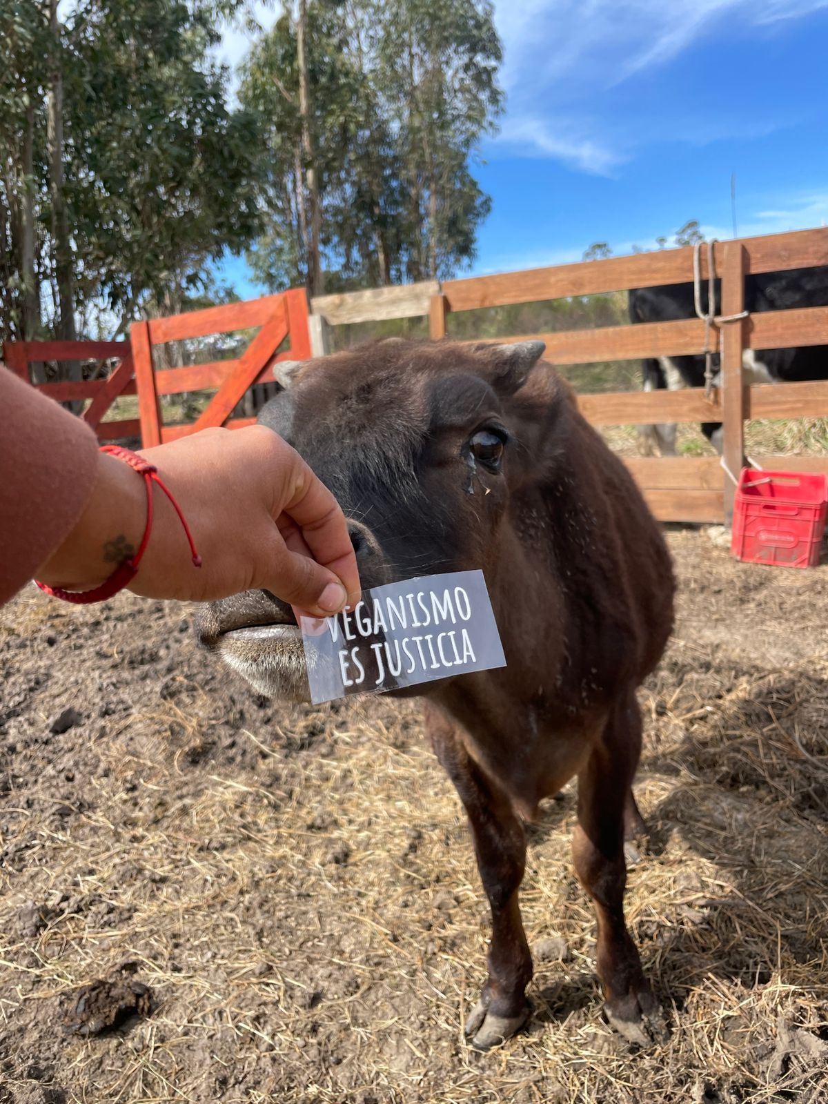 Sticker Veganismo es Justicia 