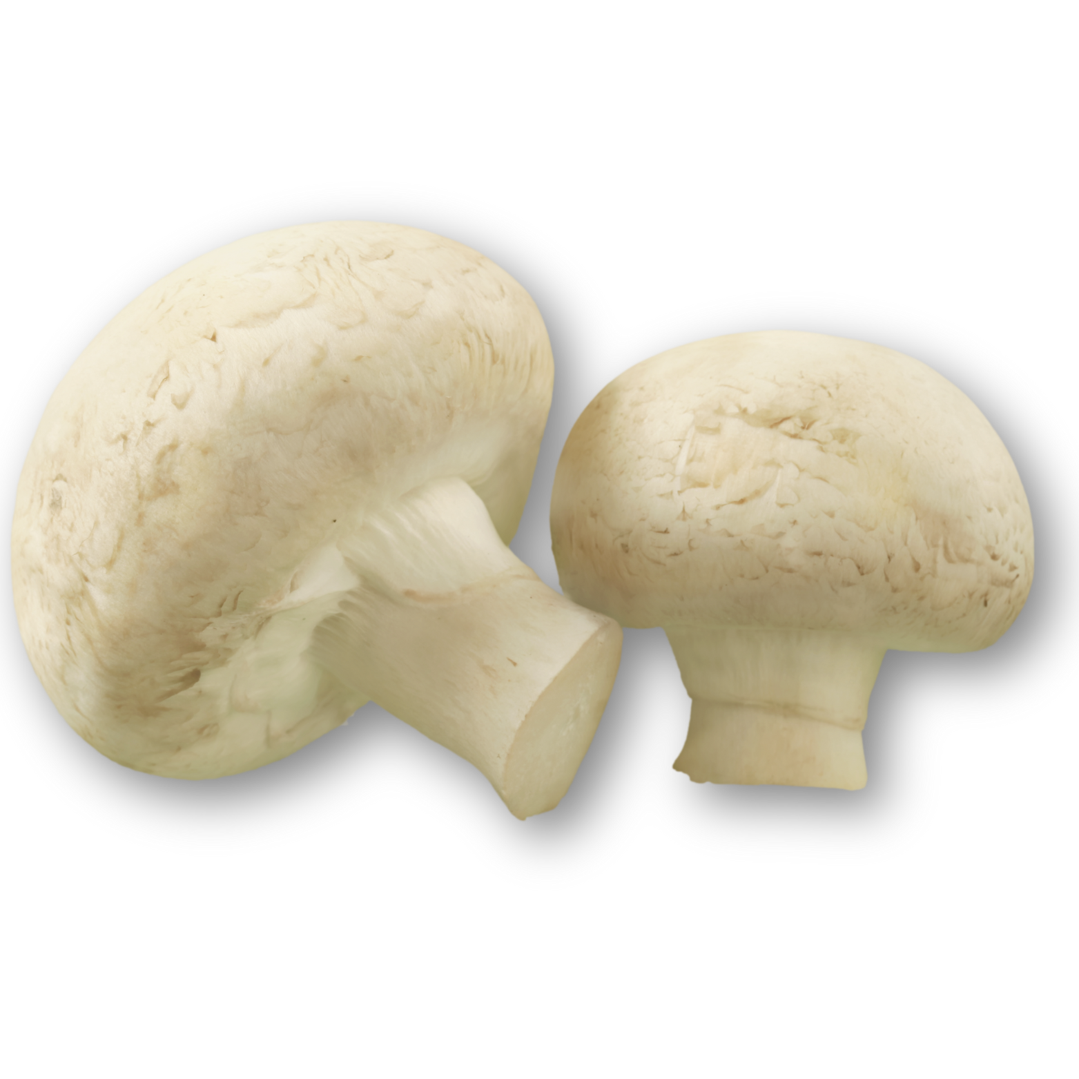 Fresh Organic White Button Mushroom 500 gram