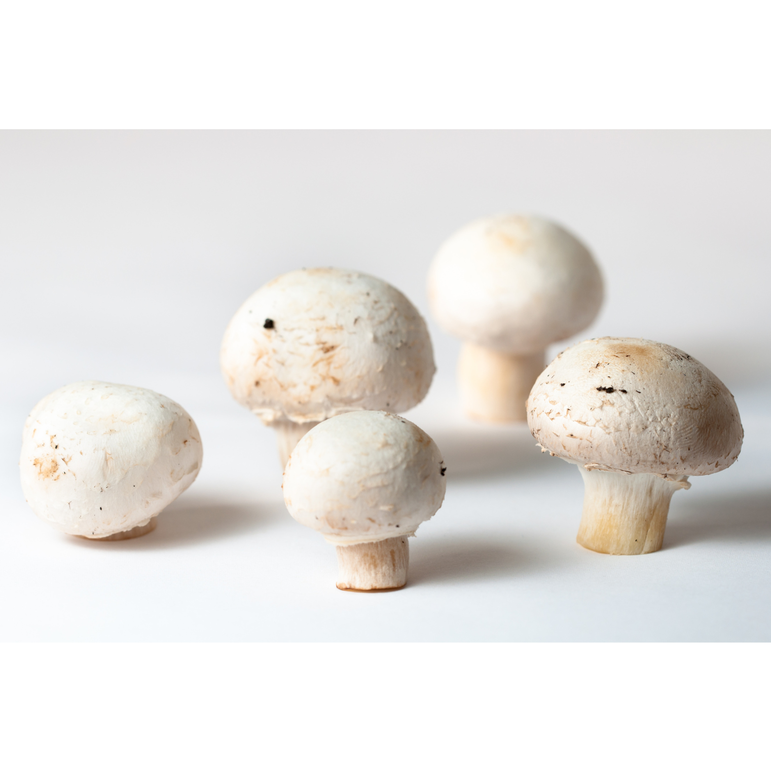 Fresh Organic White Button Mushroom 500 gram