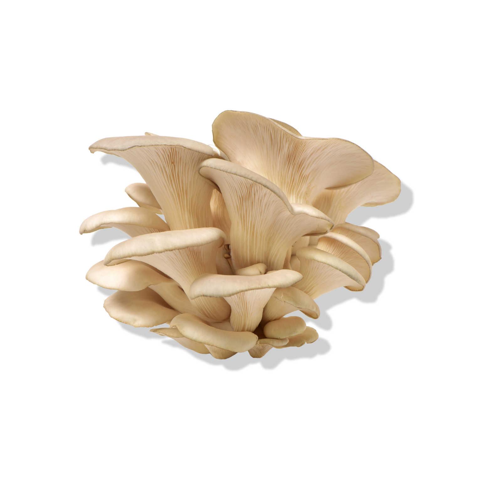 Fresh Organic Oyster mushroom 1 KG