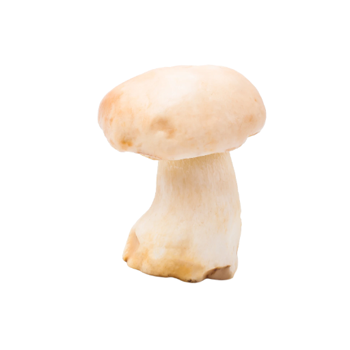 Fresh Organic Milkey Mushrooms 250 gram