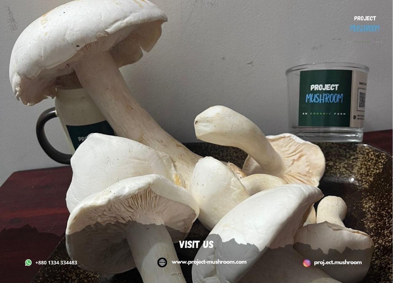Fresh Organic Milkey Mushrooms 1 kg