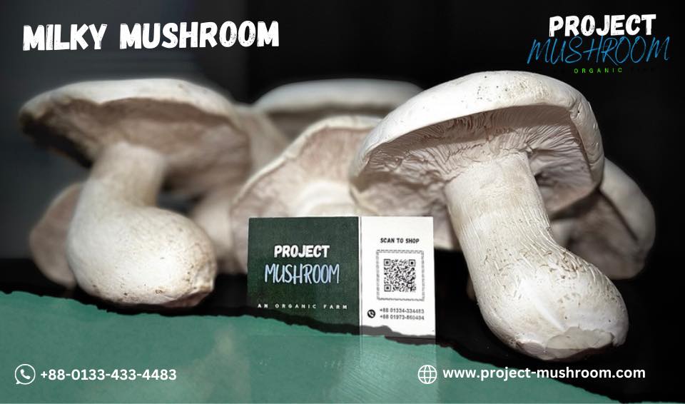 Fresh Organic Milkey Mushrooms 500 gram