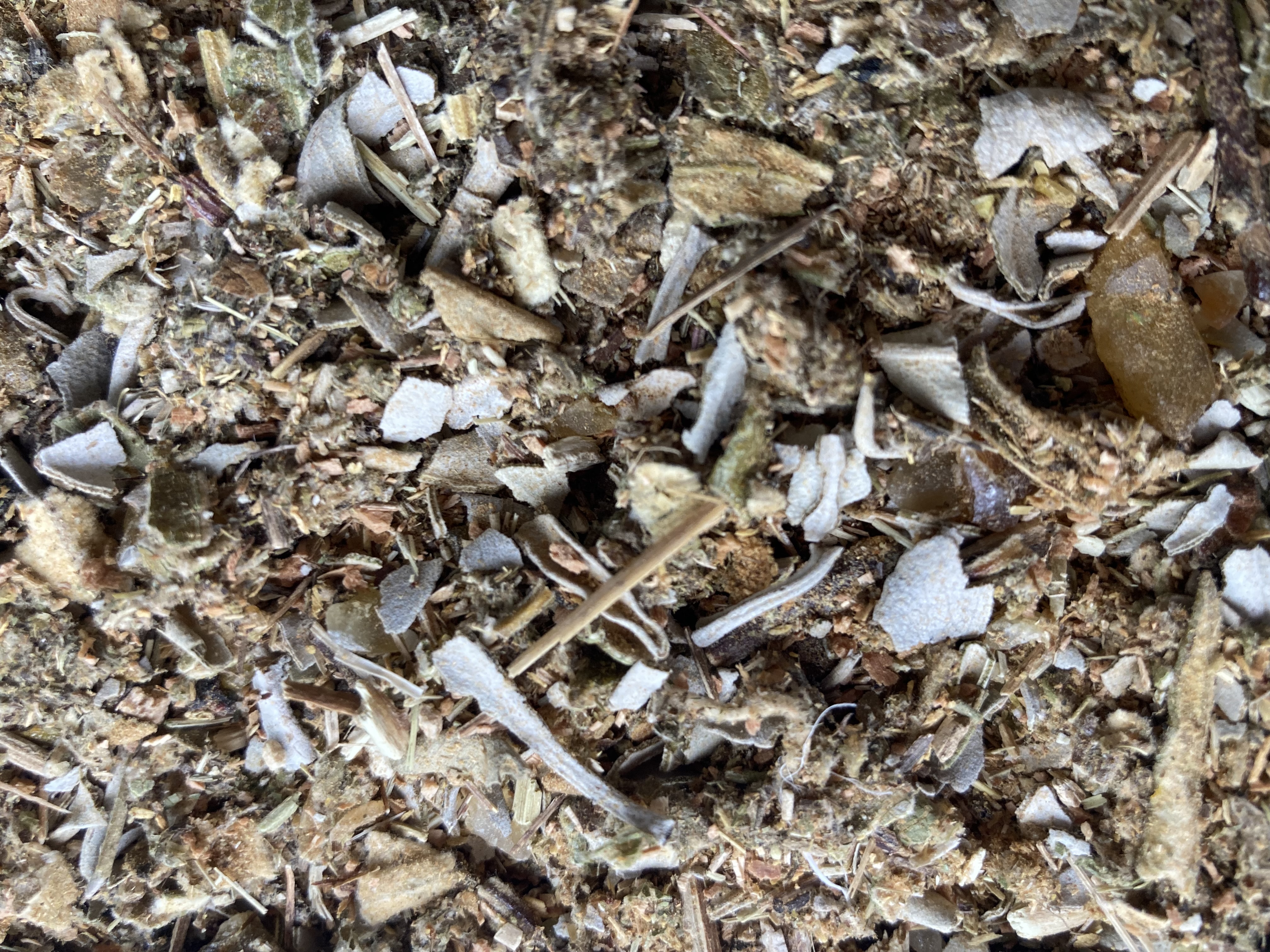 (DMB) Meditation Blend