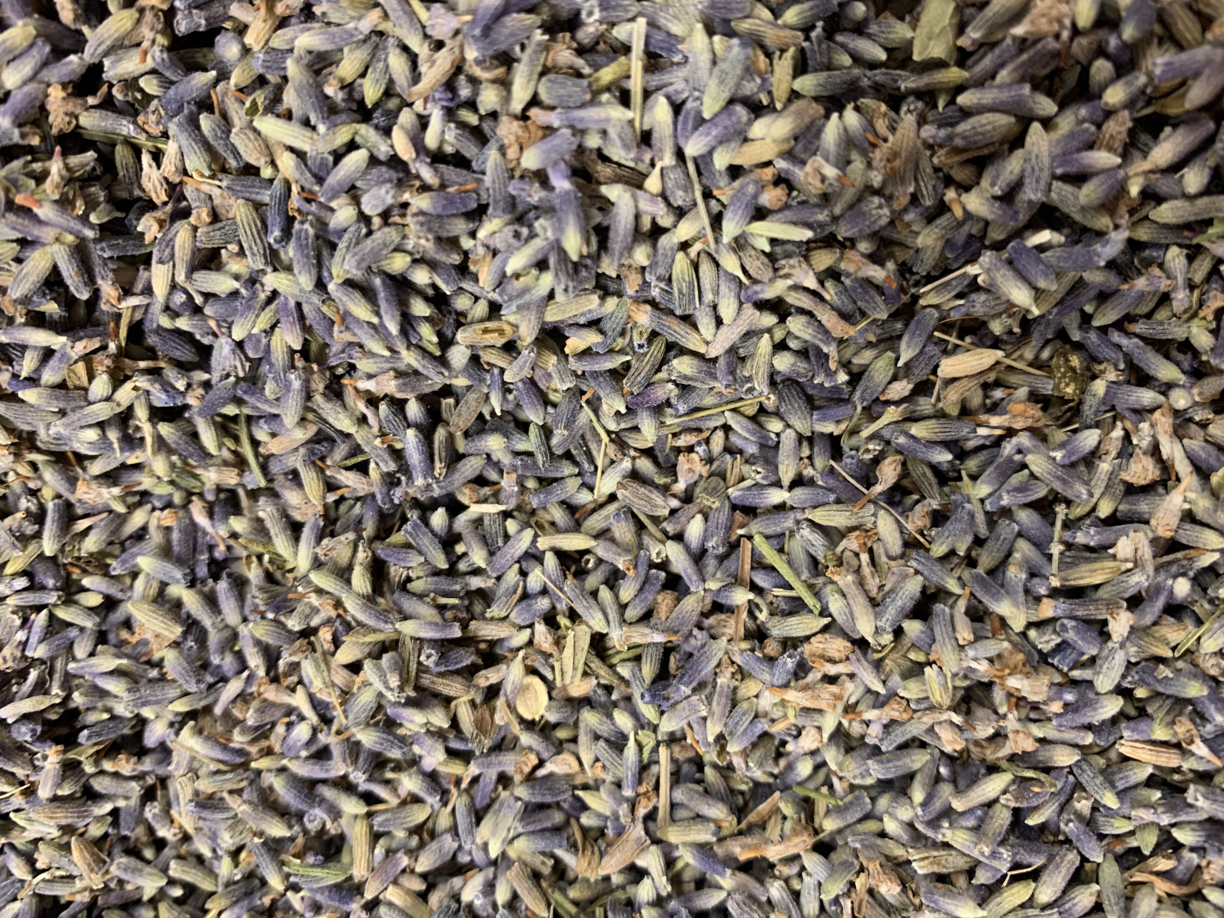 French Lavender
