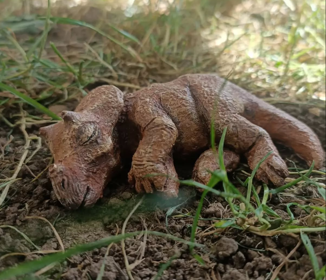 Bebe Triceratops